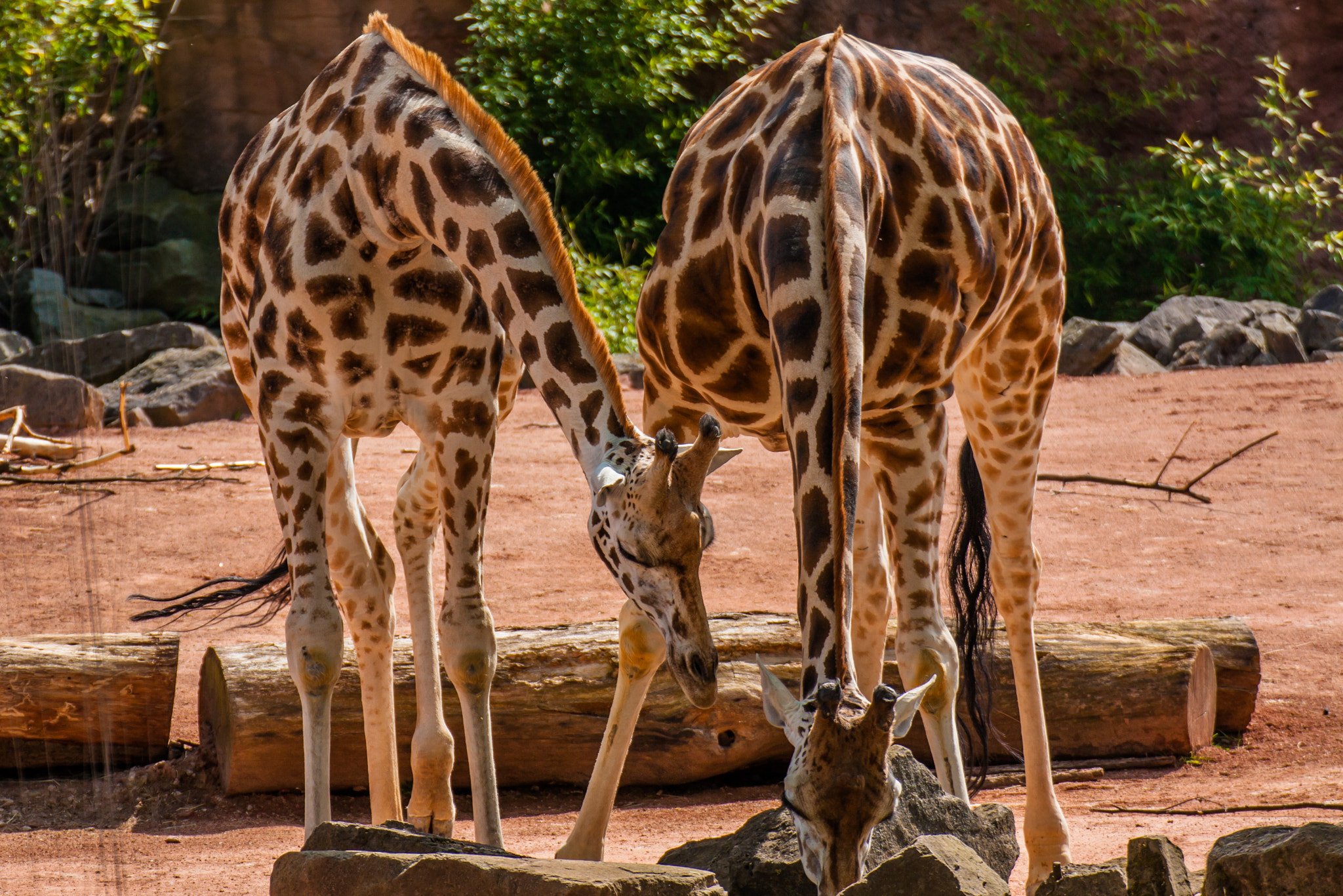 Canon EOS 450D (EOS Rebel XSi / EOS Kiss X2) sample photo. Giraffe couple photography