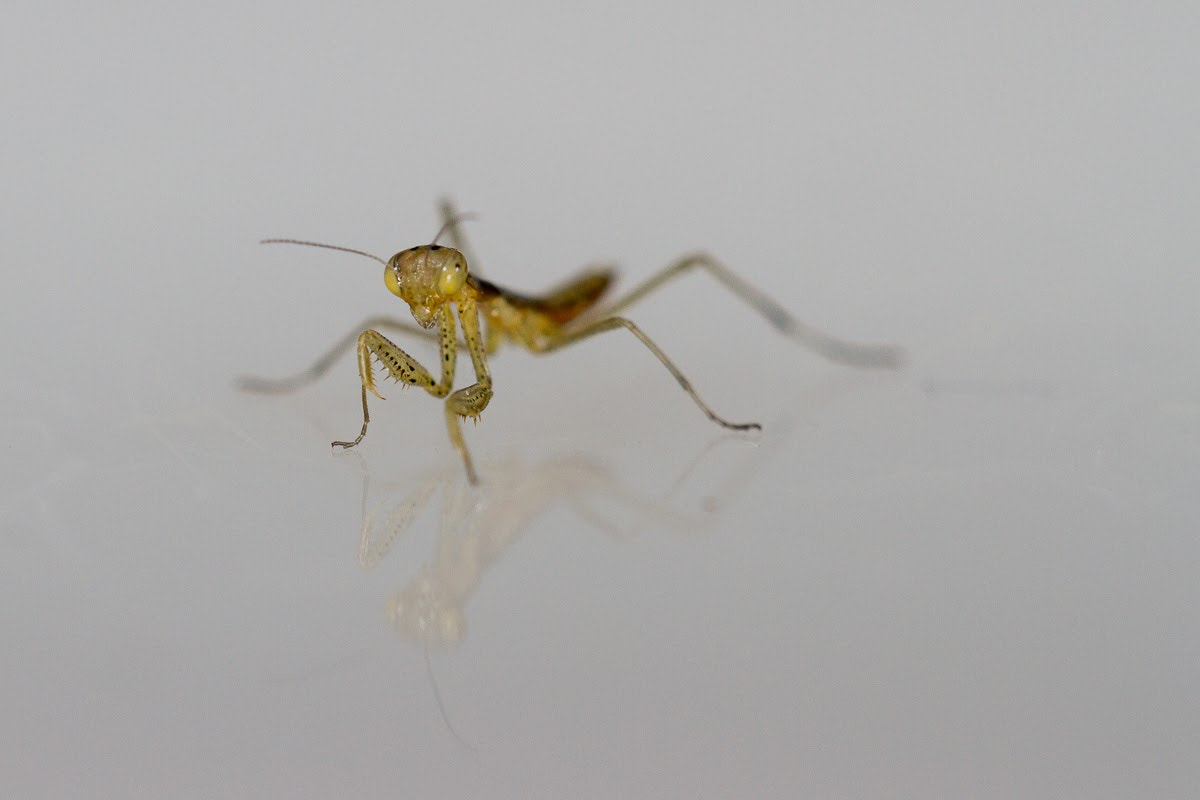 Canon EOS 7D + Sigma APO Macro 180mm F2.8 EX DG OS HSM sample photo. Mantis nymphs just out of the ootheca photography