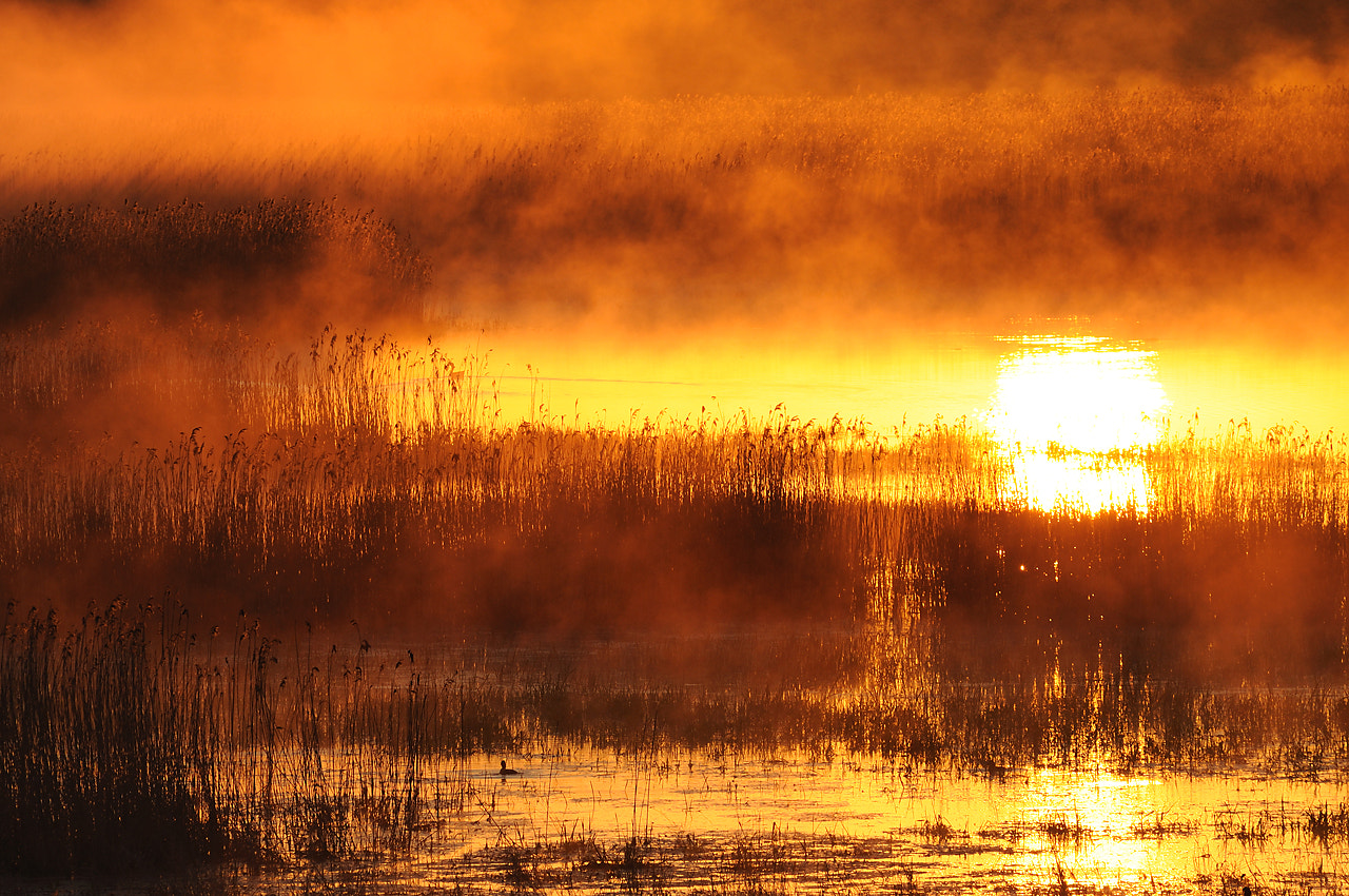 Nikon D90 + AF Nikkor 300mm f/4 IF-ED sample photo. Foggy swamp photography