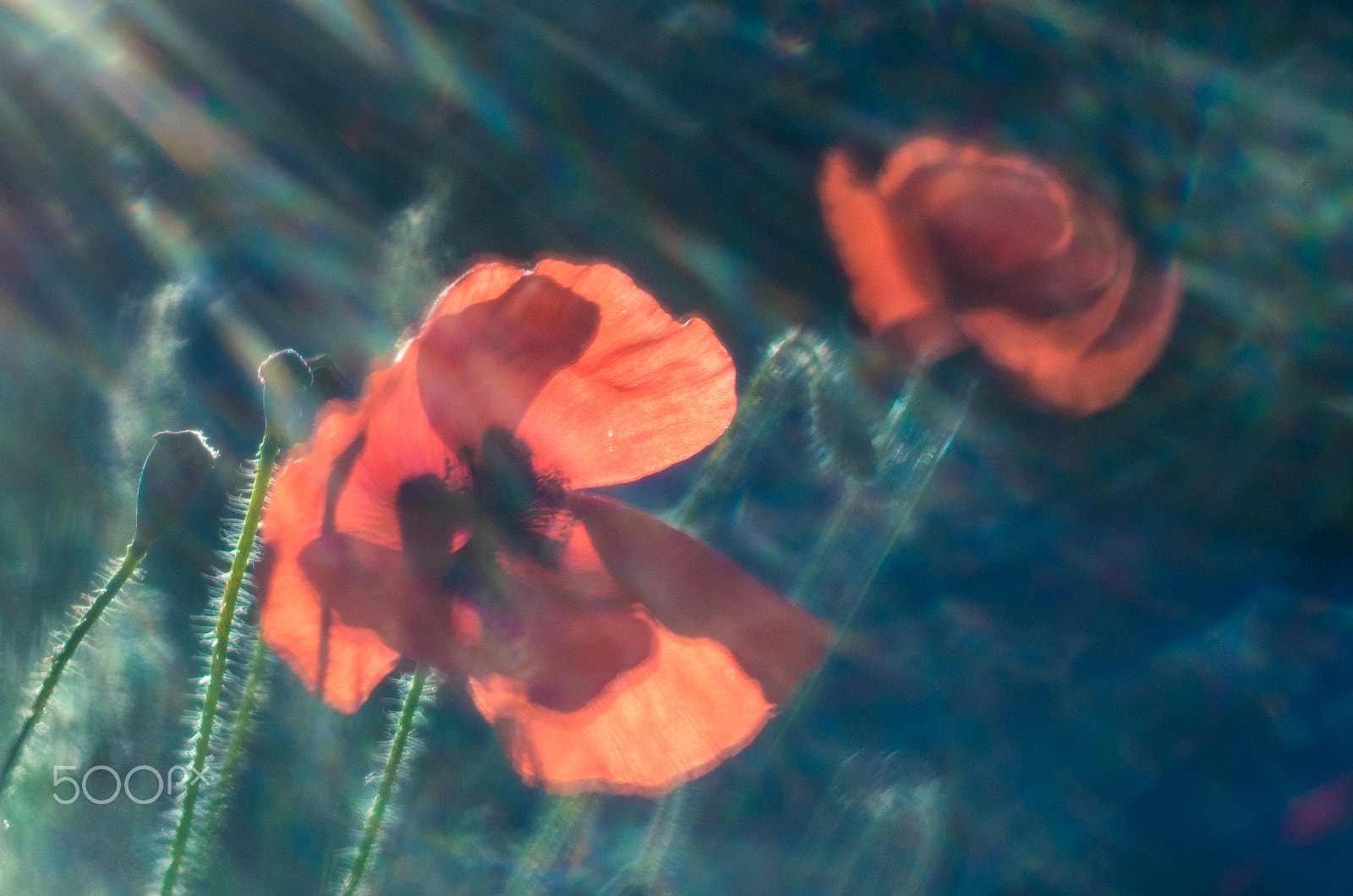 Pentax K-5 IIs sample photo. 2 poppies in the wind photography