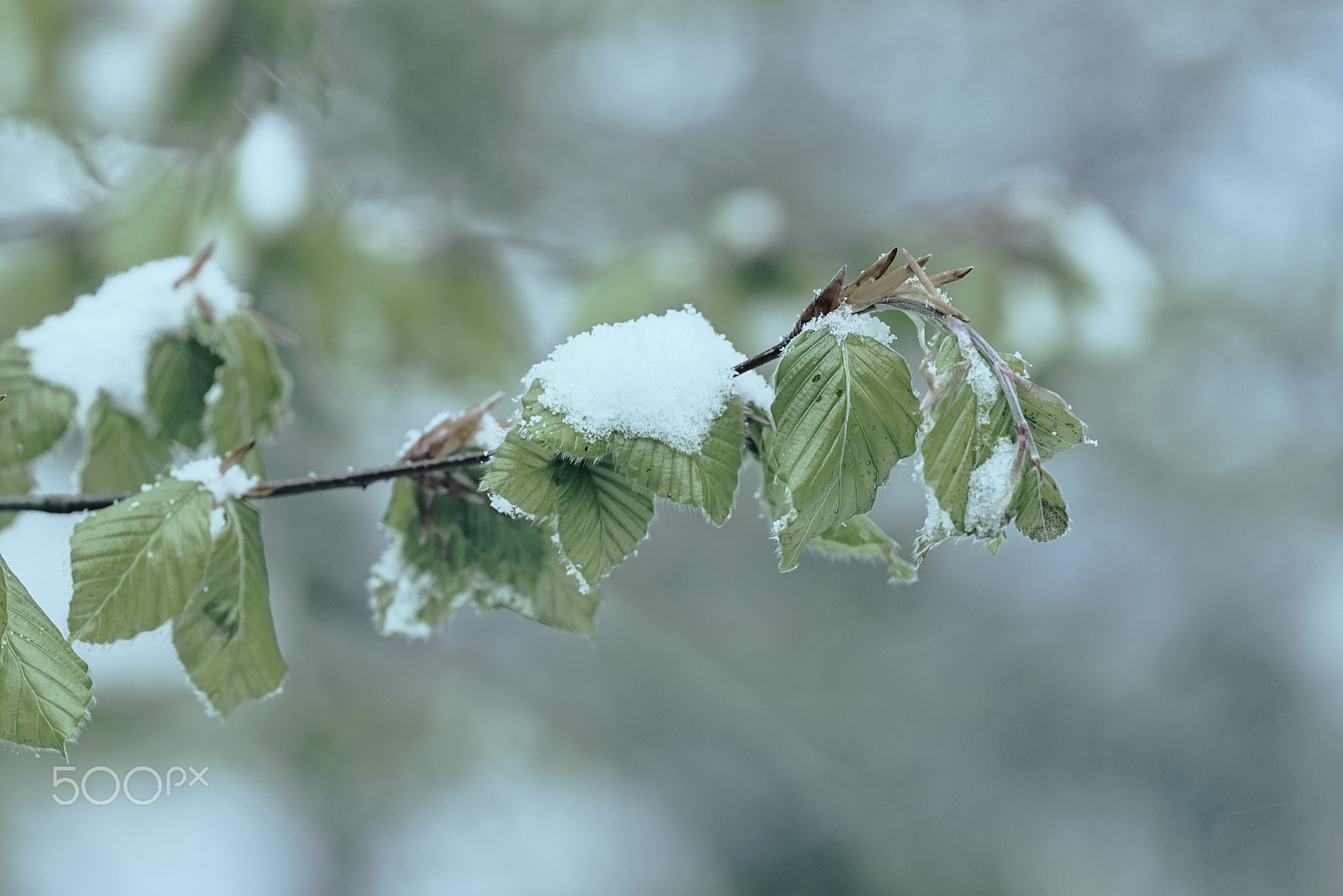 Nikon D750 + Nikon AF Micro-Nikkor 200mm F4D ED-IF sample photo. Schnee an pfingsten photography