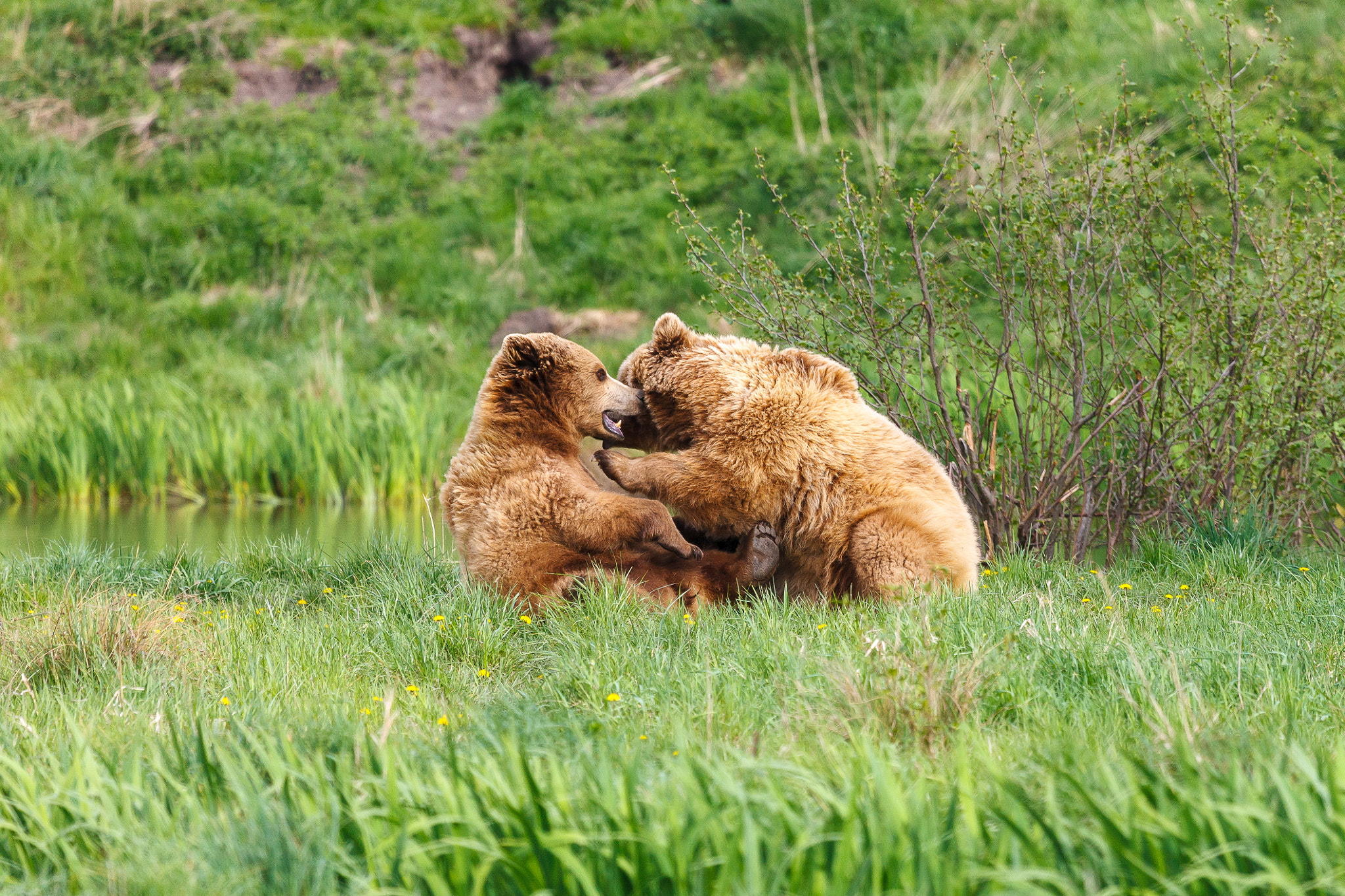 Canon EOS-1Ds Mark III + Canon EF 100-400mm F4.5-5.6L IS USM sample photo. Brown bears photography