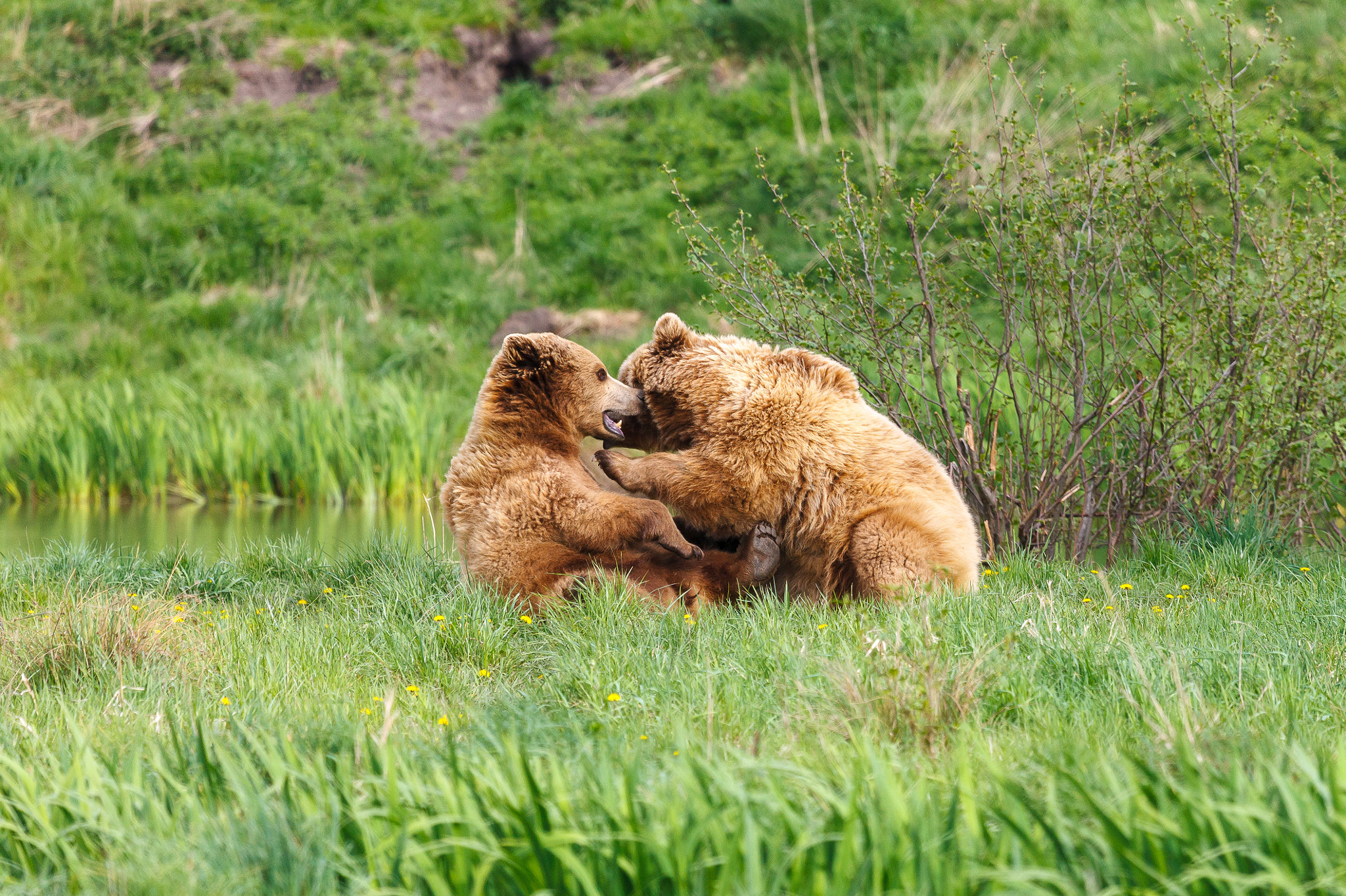 Canon EF 100-400mm F4.5-5.6L IS USM sample photo. Brown bears photography
