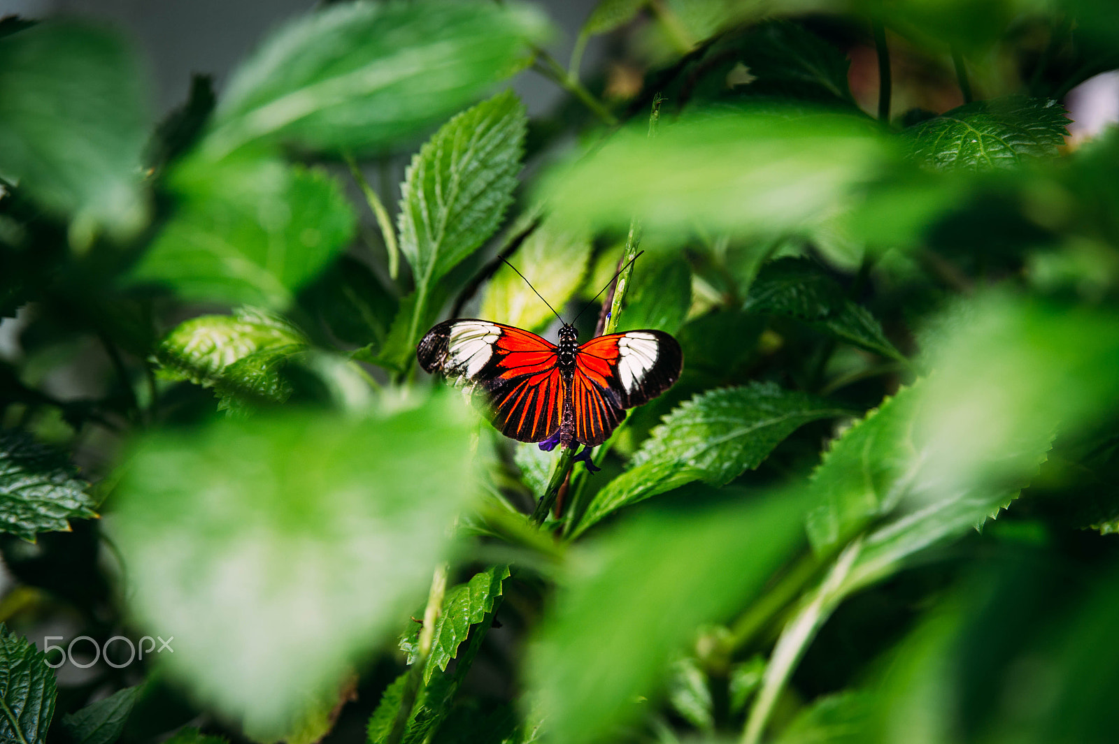 AF Zoom-Nikkor 28-105mm f/3.5-4.5D IF sample photo. Hidden beauty photography