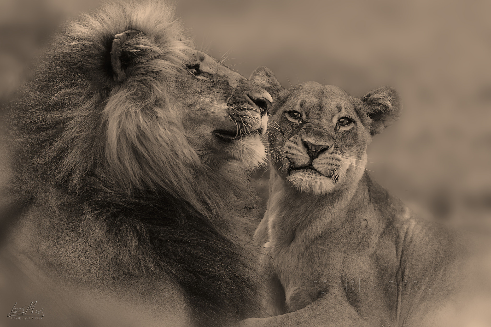 Nikon D4S + Nikon AF-S Nikkor 600mm F4G ED VR sample photo. The love between two lions at duba plains botswana photography
