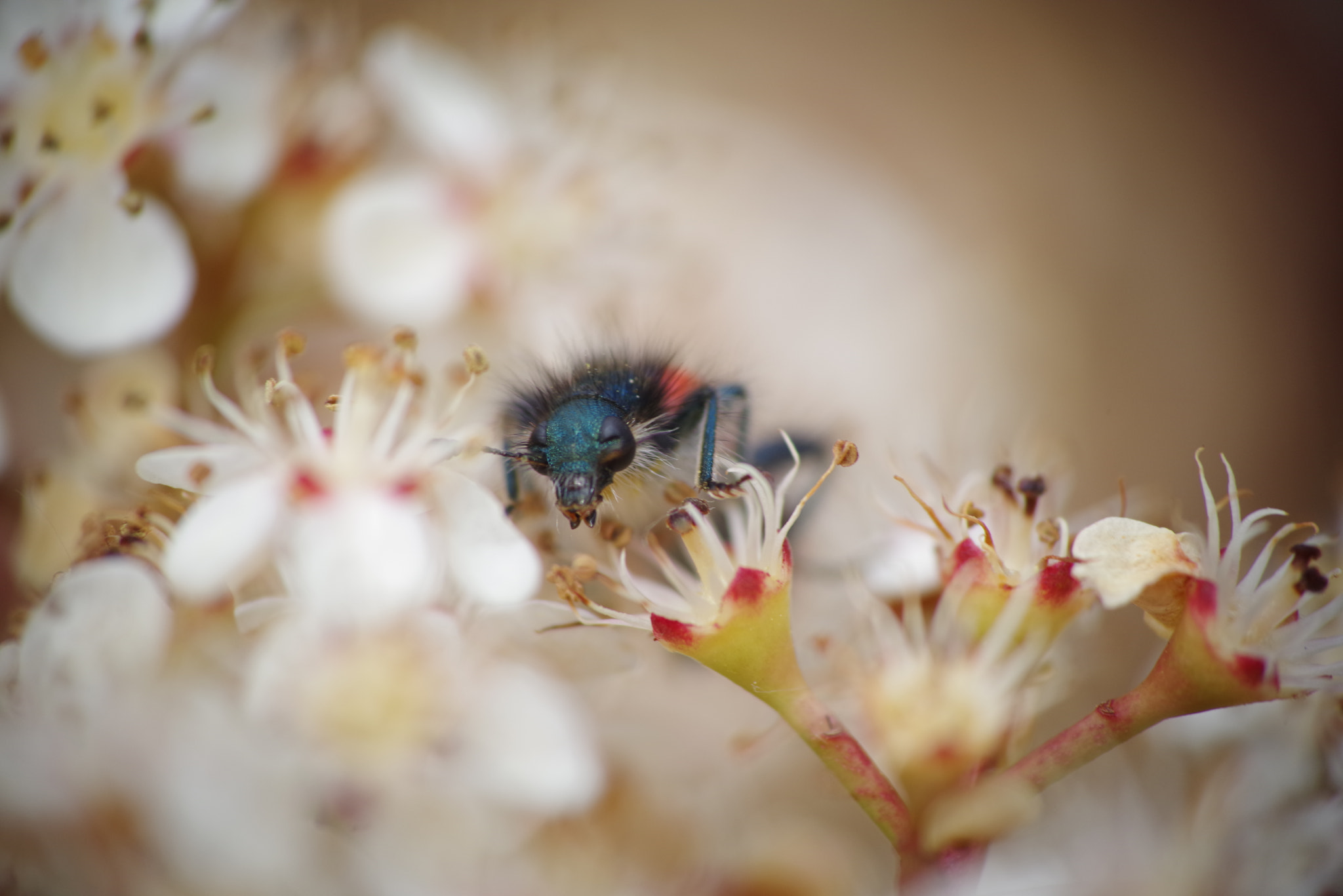 Pentax K-1 + smc PENTAX-FA 80-320mm F4.5-5.6 sample photo. Clairon dans les fleurs photography