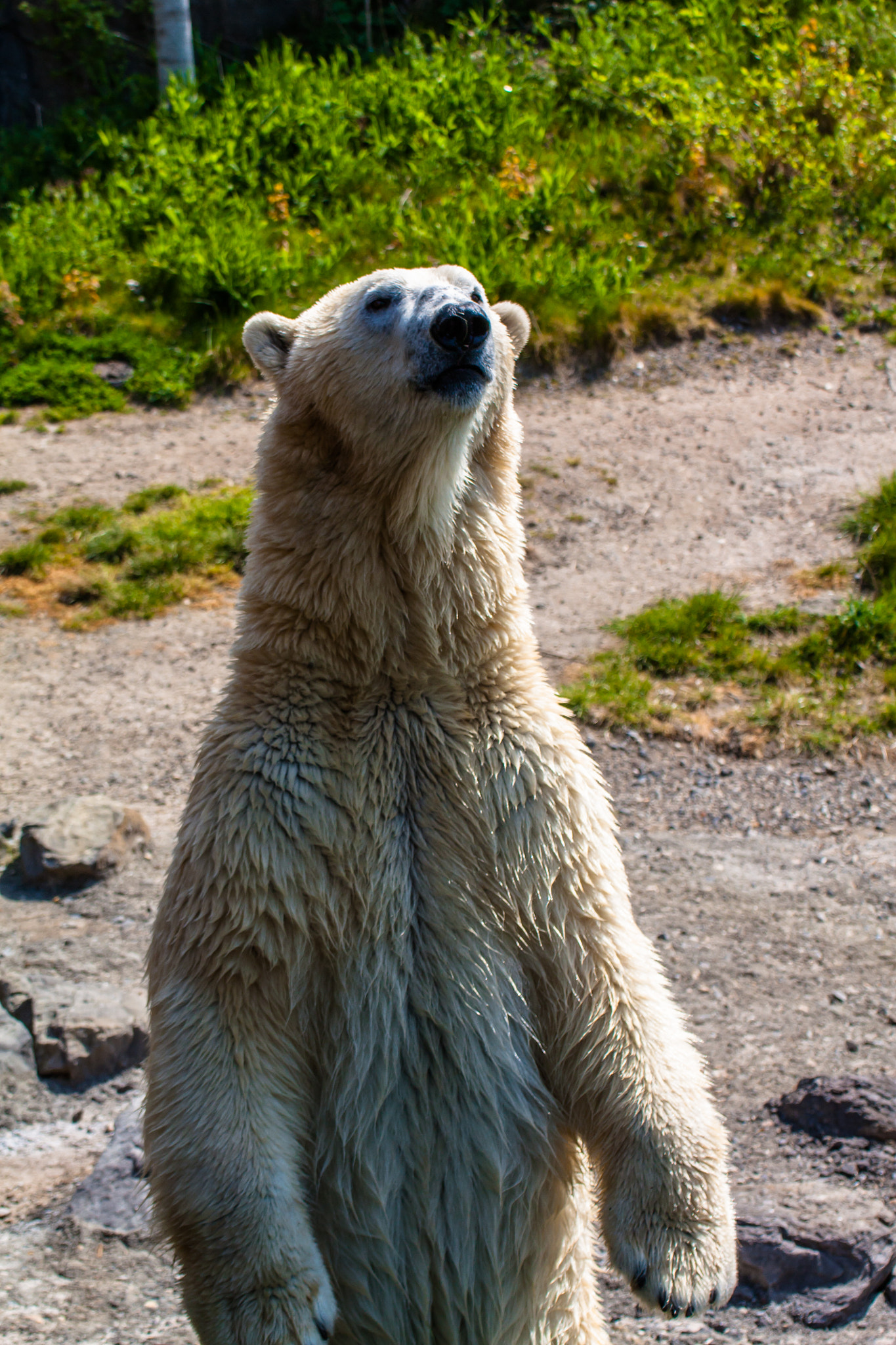 Canon EOS 450D (EOS Rebel XSi / EOS Kiss X2) sample photo. Standing polar bear photography