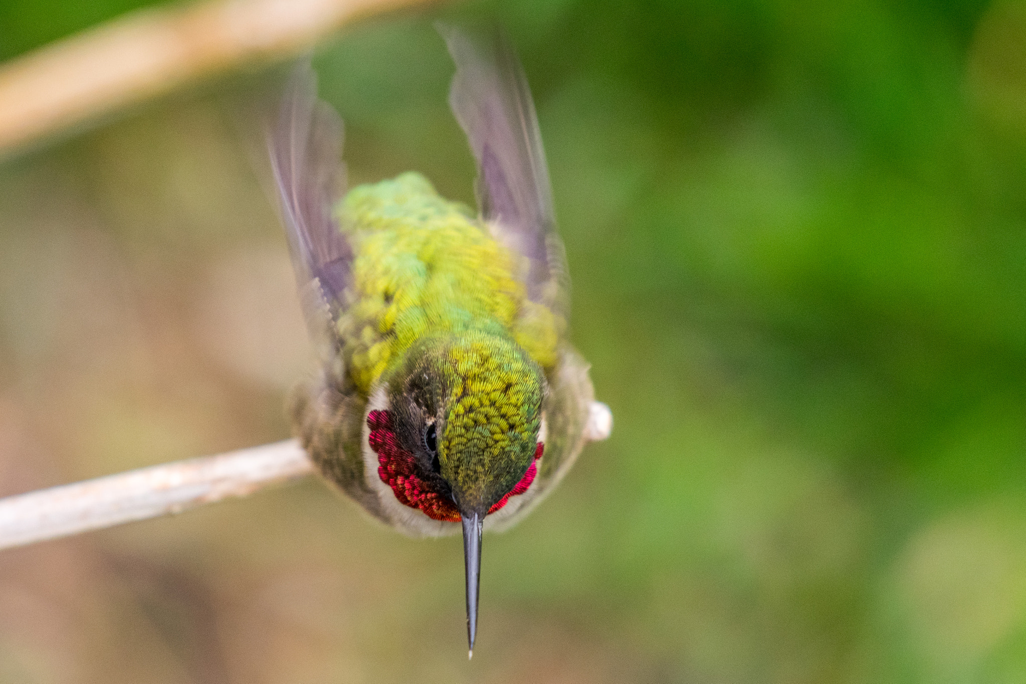 Nikon AF-S Nikkor 200-500mm F5.6E ED VR sample photo. Hummingbird raspberry photography