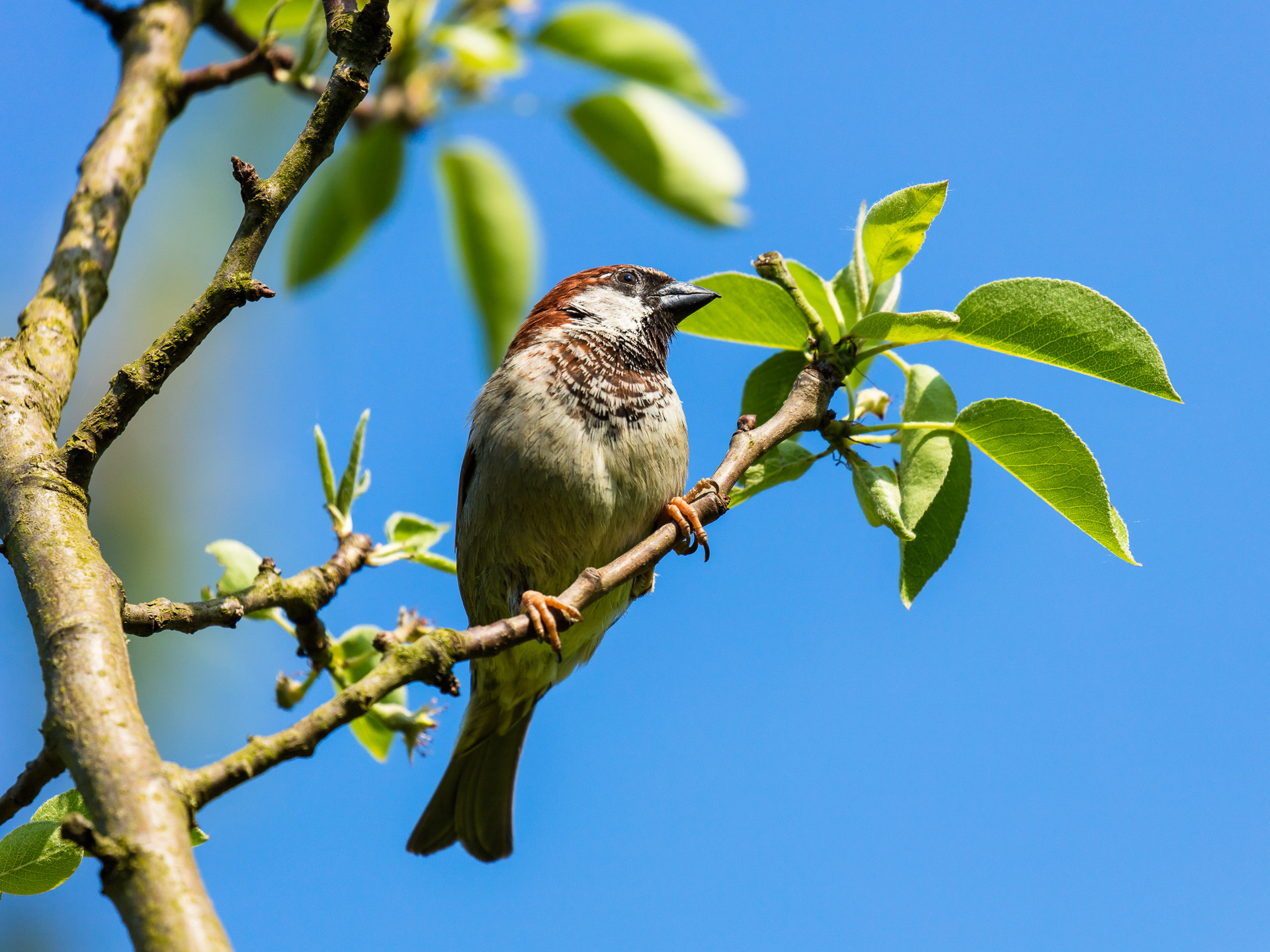 Canon EF 100-400mm F4.5-5.6L IS II USM sample photo. Sparrow photography