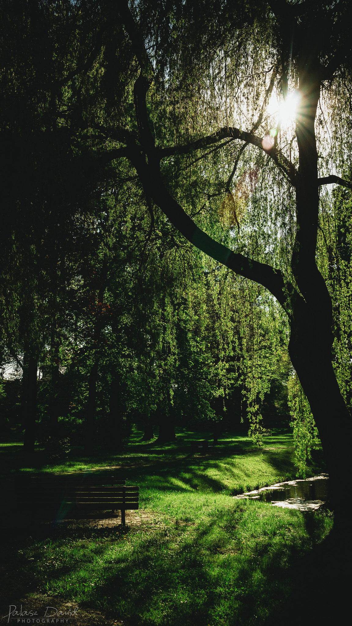 Sony SLT-A57 + Sigma 17-70mm F2.8-4.5 (D) sample photo. Mysterious park photography