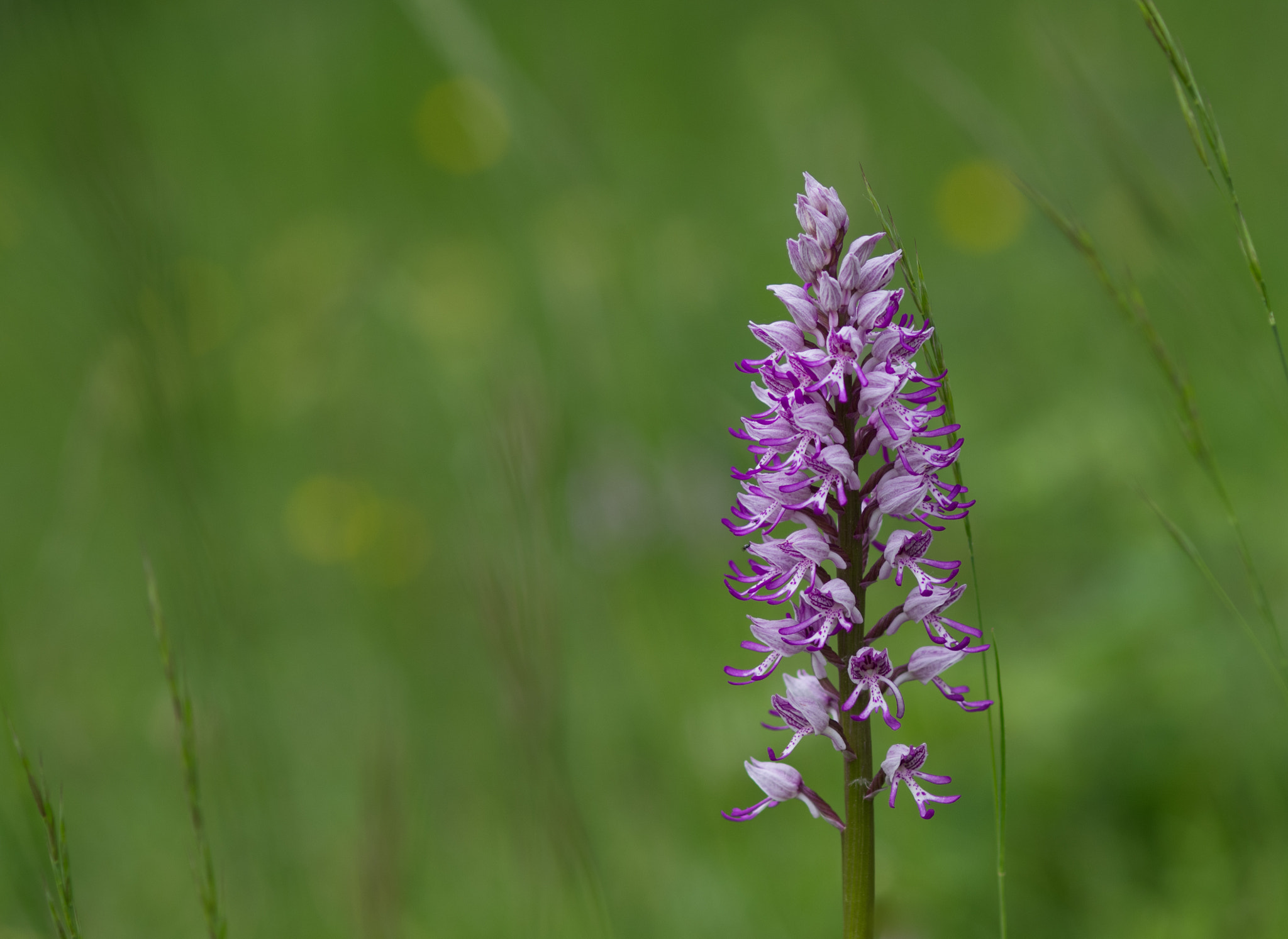 smc PENTAX-F Macro 100mm F2.8 sample photo. Orchis millitaris photography