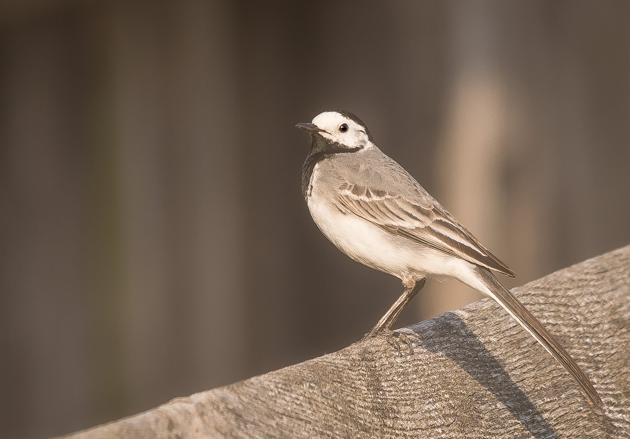 Sony SLT-A77 + Sigma 150-500mm F5-6.3 DG OS HSM sample photo. Bachstelze photography