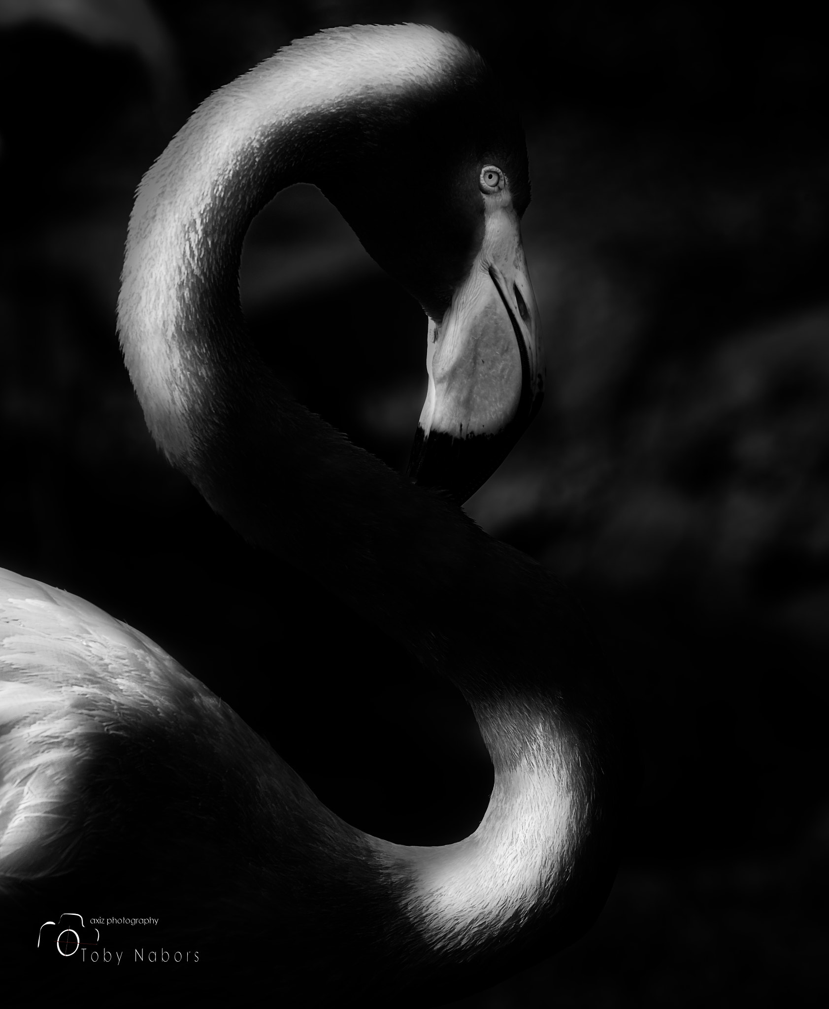 Nikon Nikkor AF-S 300mm F4E PF ED VR sample photo. The flamingo photography