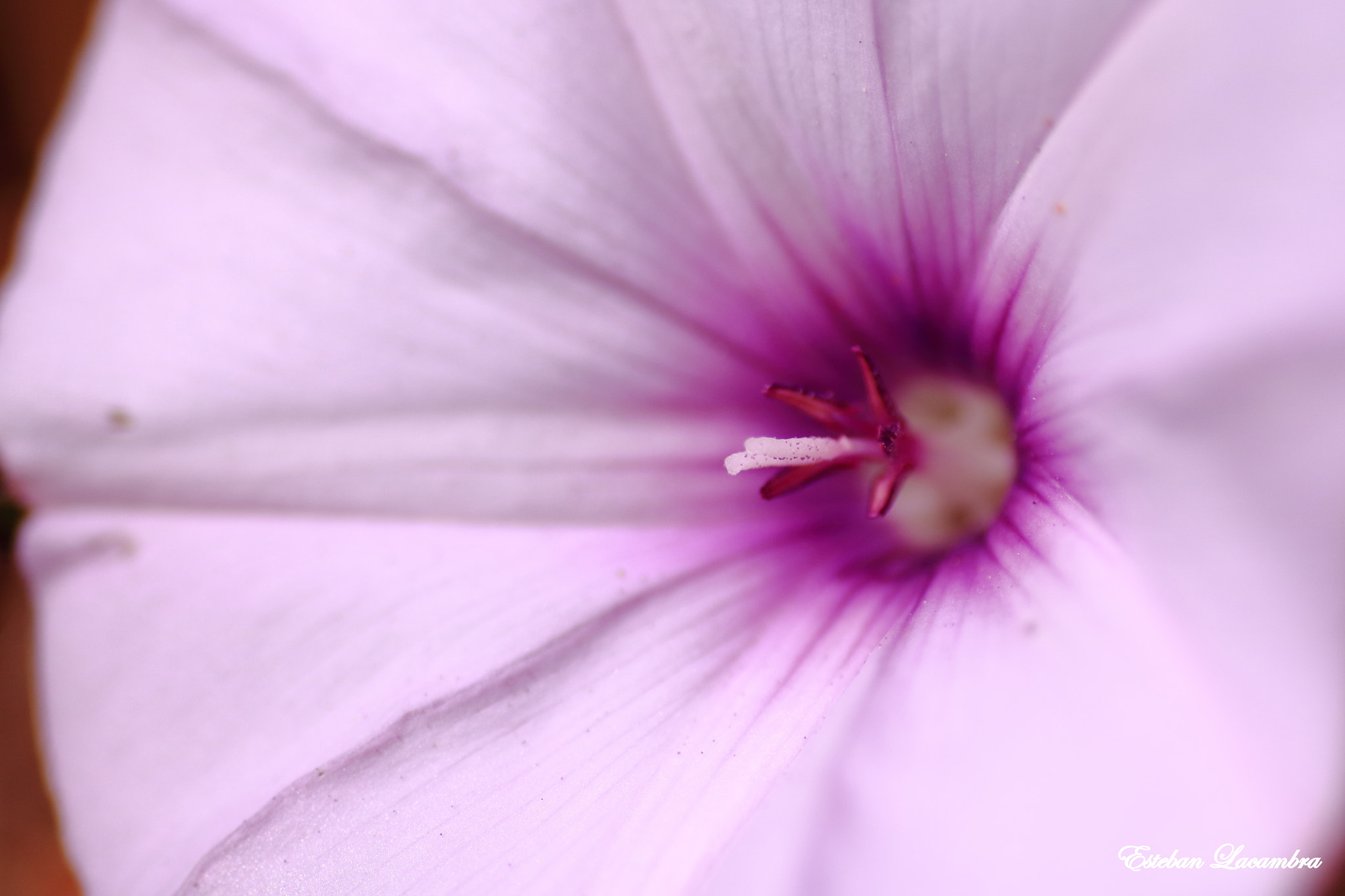 Tamron SP AF 90mm F2.8 Di Macro sample photo. Flor de primavera photography