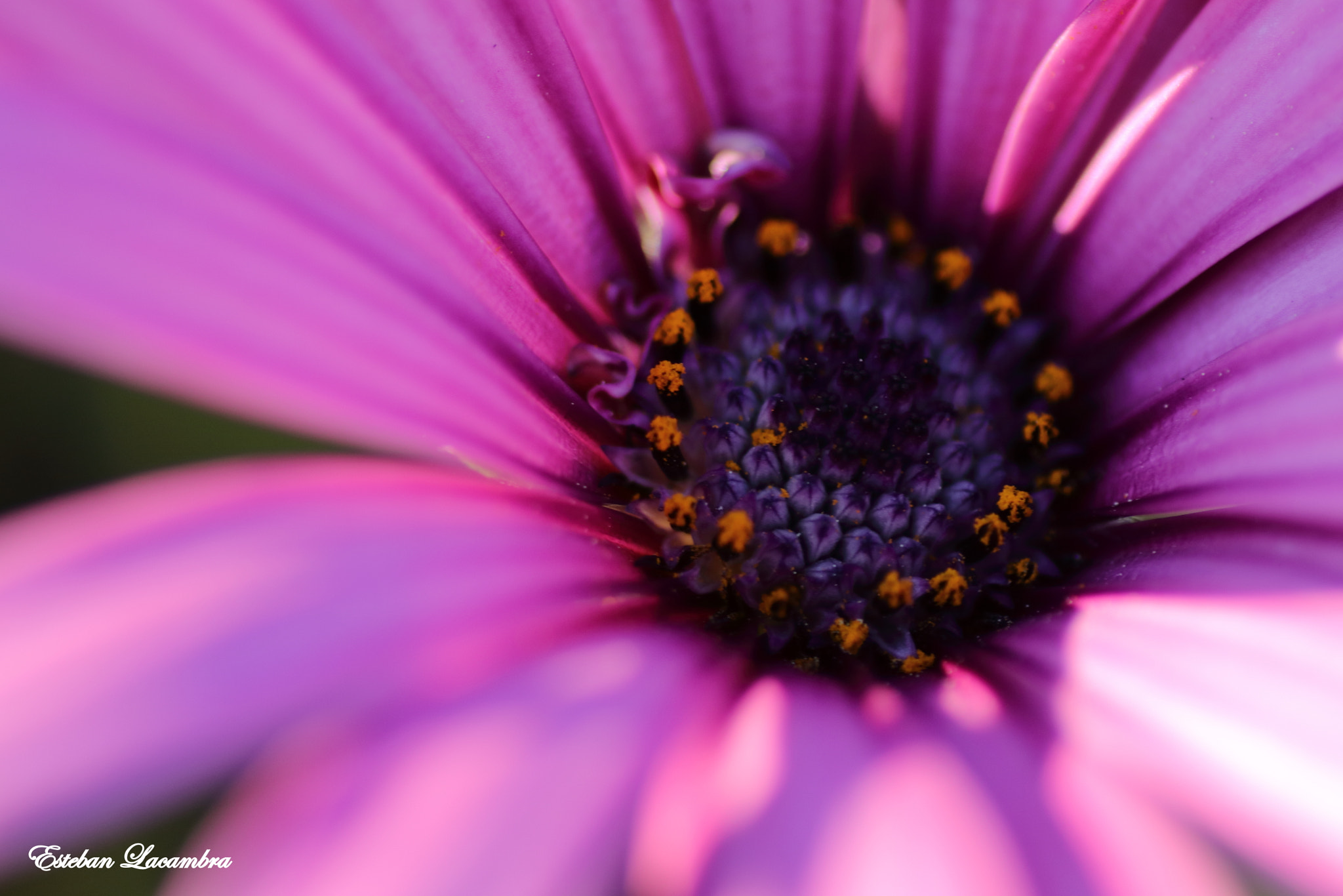 Tamron SP AF 90mm F2.8 Di Macro sample photo. Flor de primavera photography