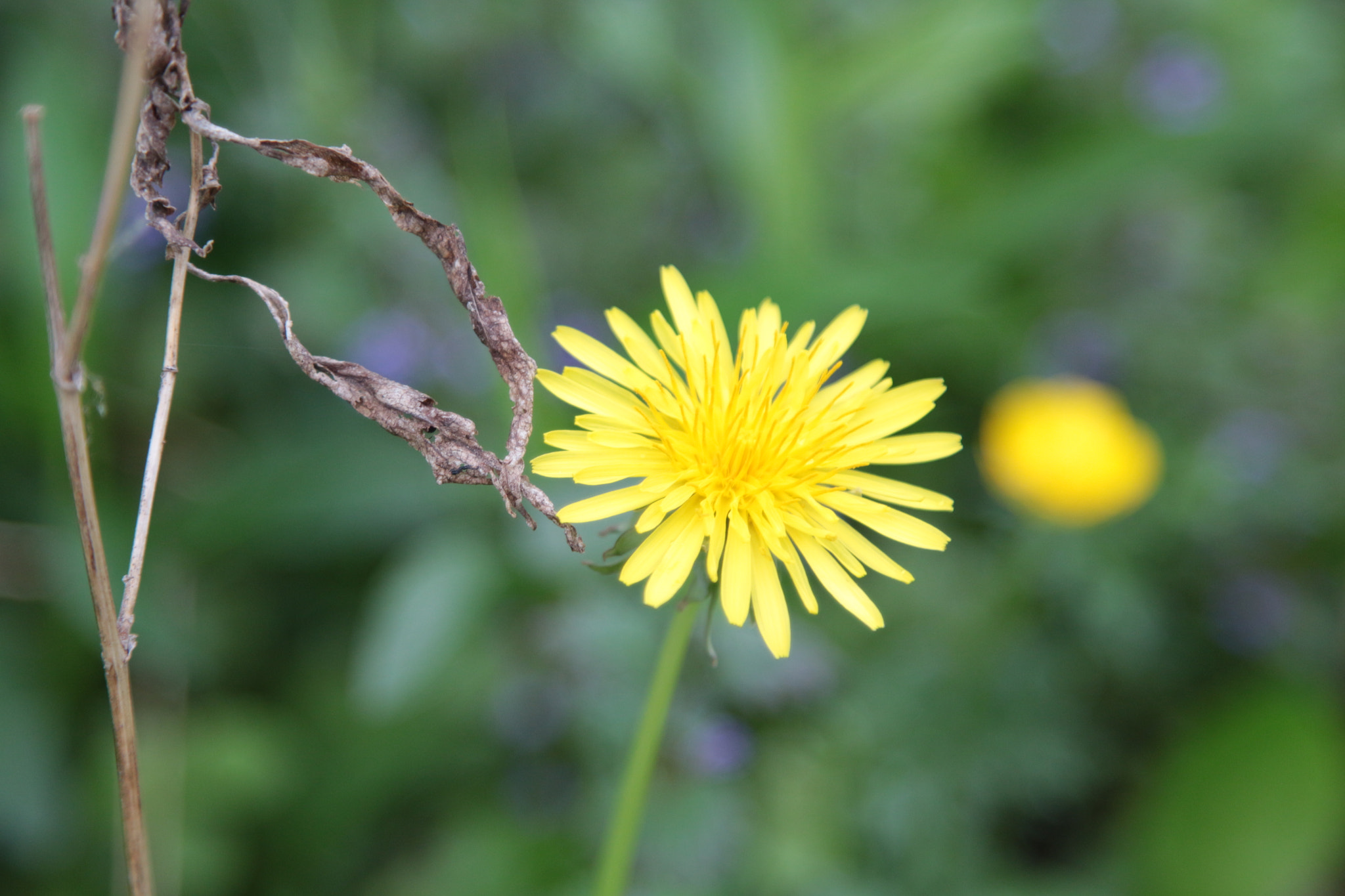 Canon EOS 100D (EOS Rebel SL1 / EOS Kiss X7) sample photo. Dandelion love photography