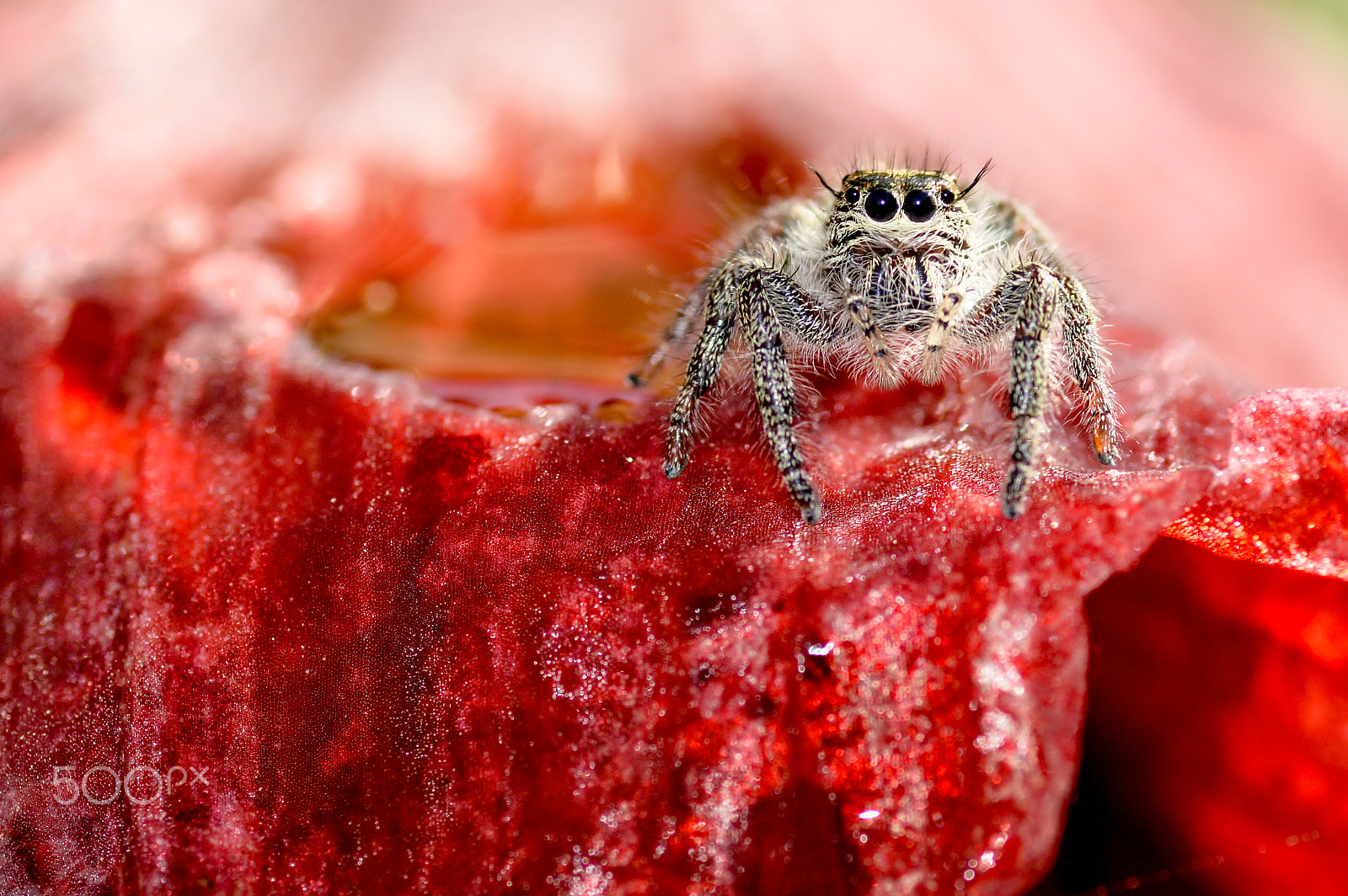 Nikon D3200 + Tamron SP 90mm F2.8 Di VC USD 1:1 Macro sample photo. Spider on a leaf red photography
