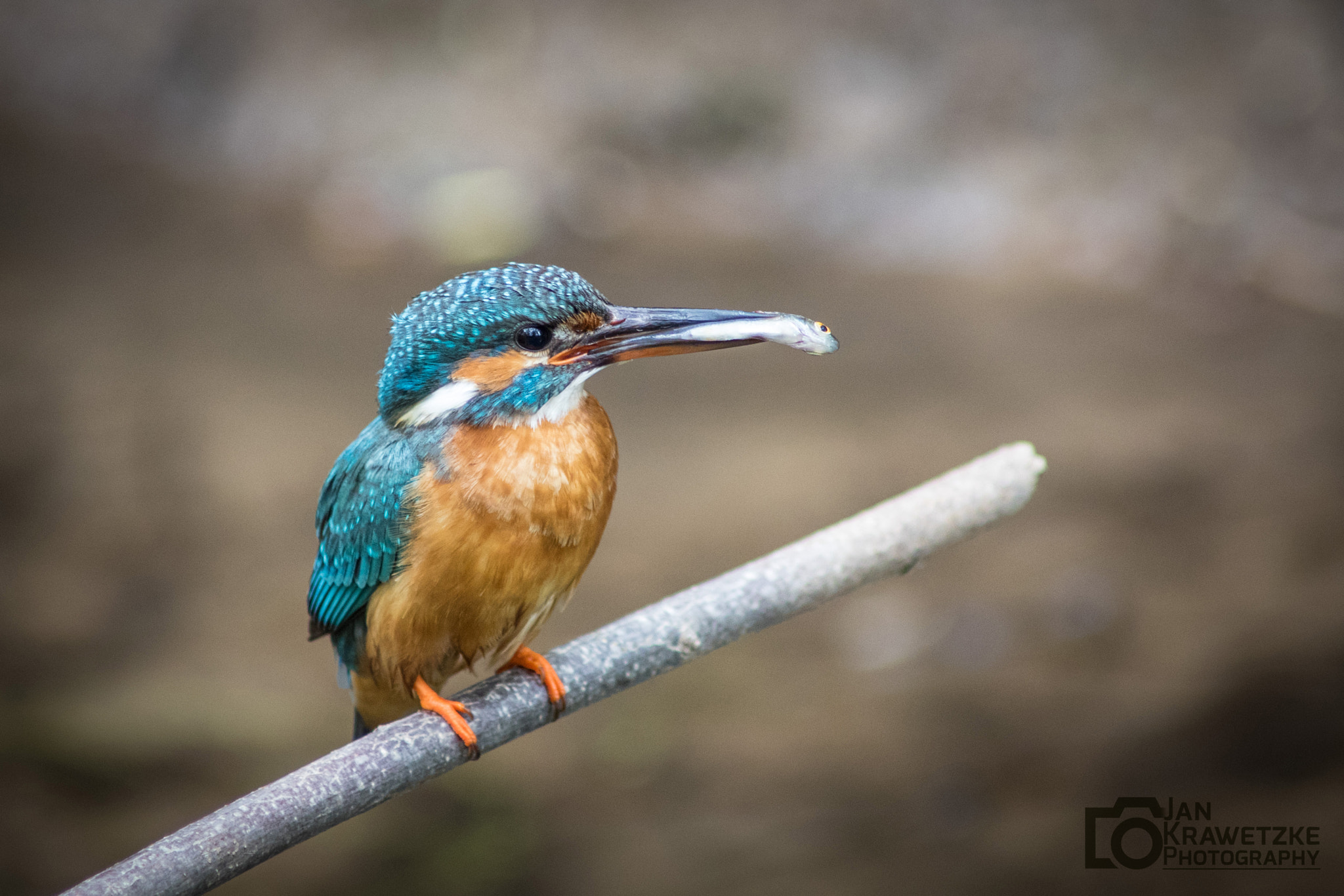Canon EF 400mm f/2.8L sample photo. Eisvogel photography