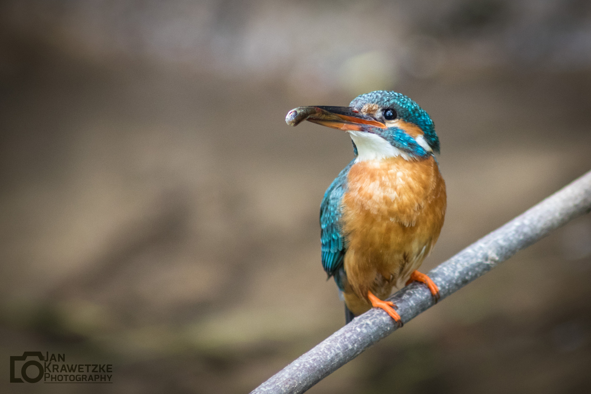Canon EF 400mm f/2.8L sample photo. Eisvogel photography
