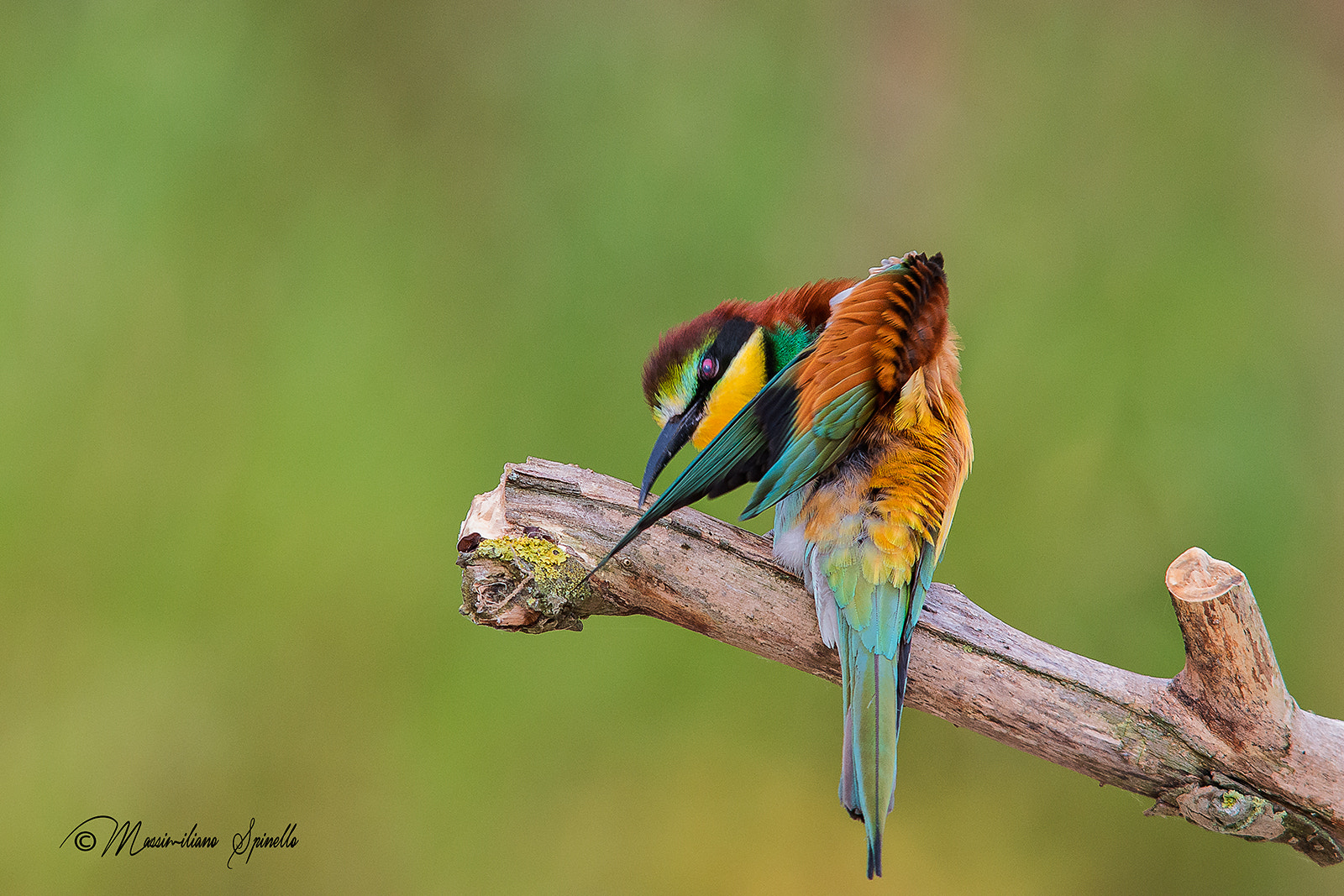 Nikon D800 + Sigma 300mm F2.8 APO EX DG HSM sample photo. Grattatina di gruccione photography