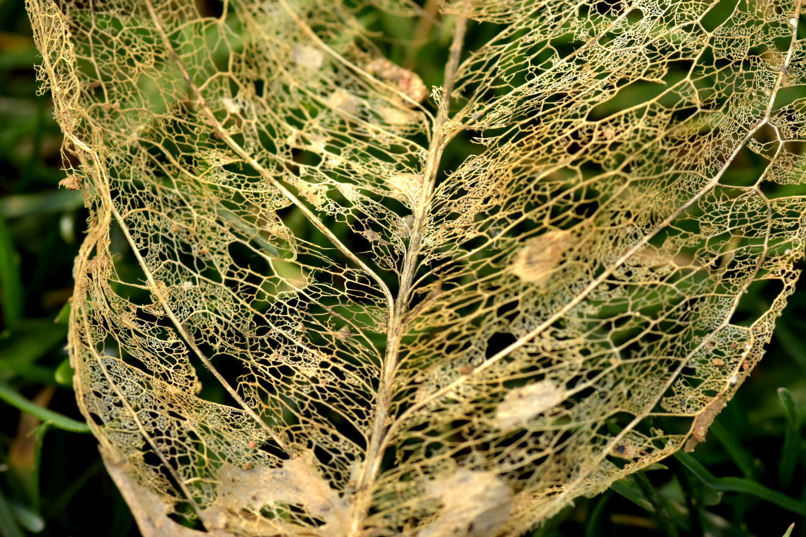 Nikon D7200 + Sigma 105mm F2.8 EX DG Macro sample photo. The leaf photography