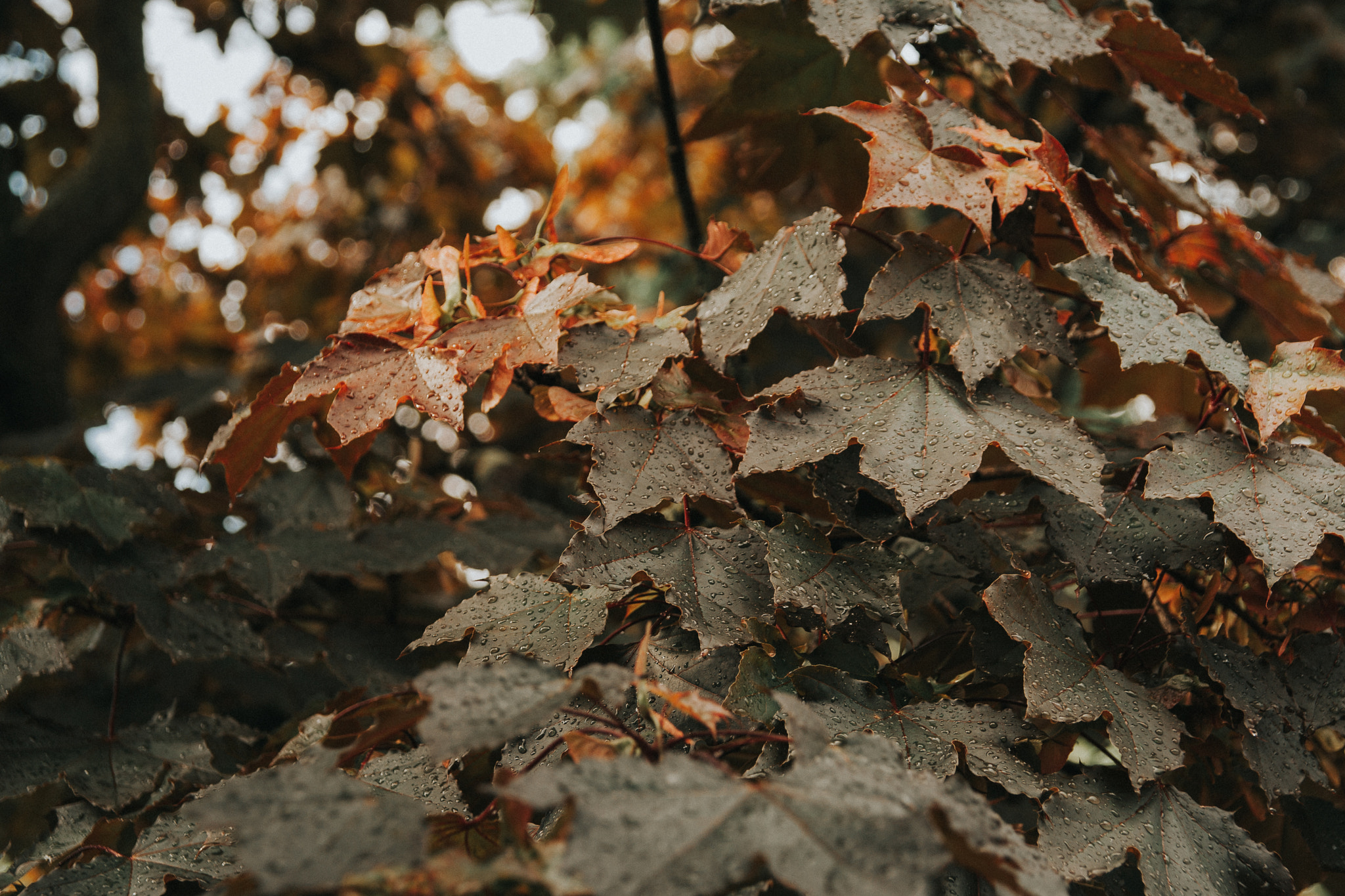 Sigma 18-125mm f/3.5-5.6 DC IF ASP sample photo. Wet leaves photography