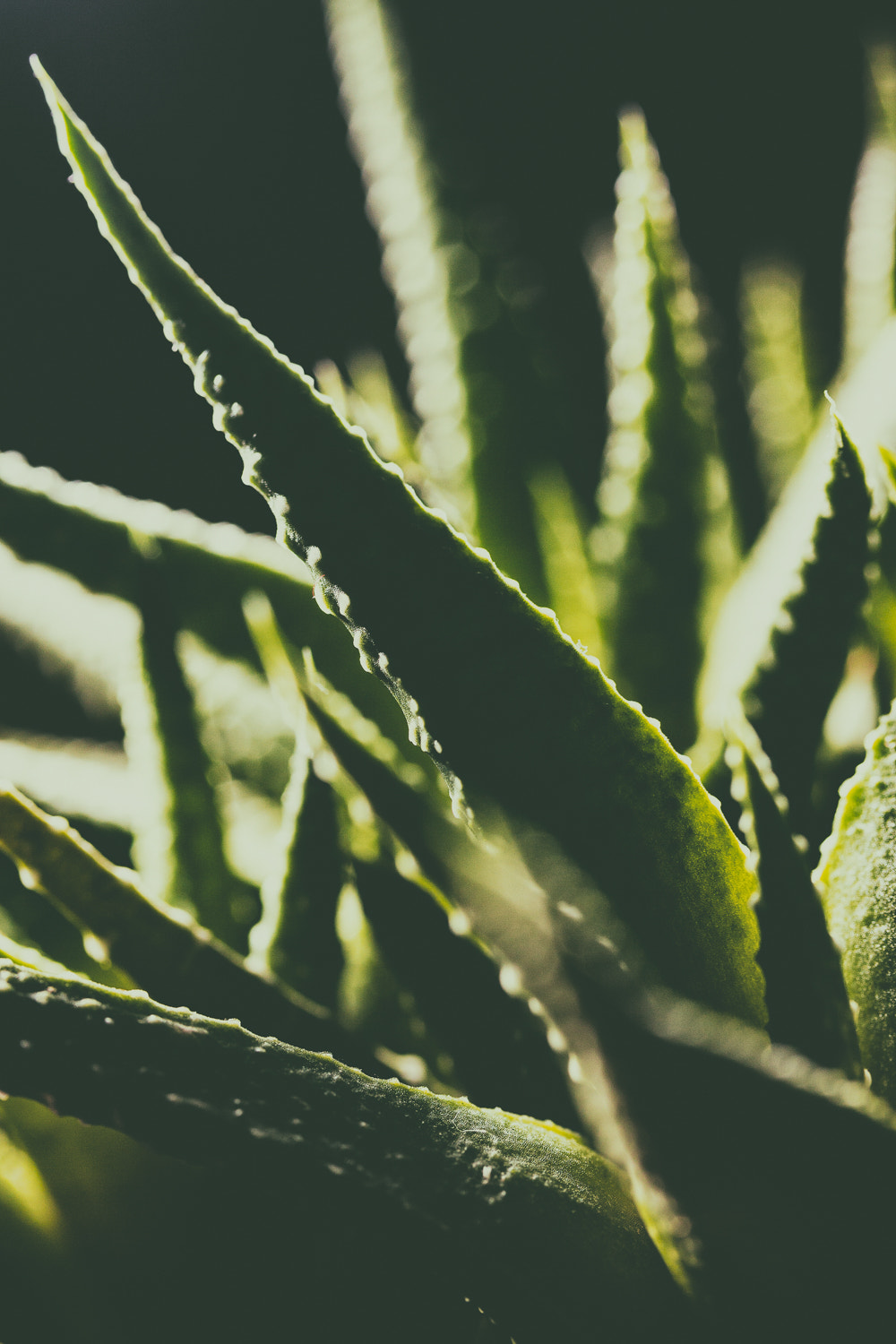 Canon EF-S 60mm F2.8 Macro USM sample photo. 99/366: haworthia photography