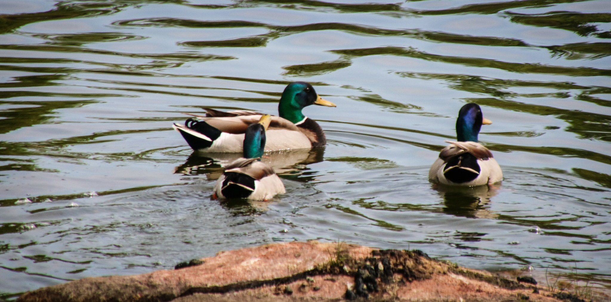 Canon EOS 760D (EOS Rebel T6s / EOS 8000D) sample photo. Mallards on pond photography