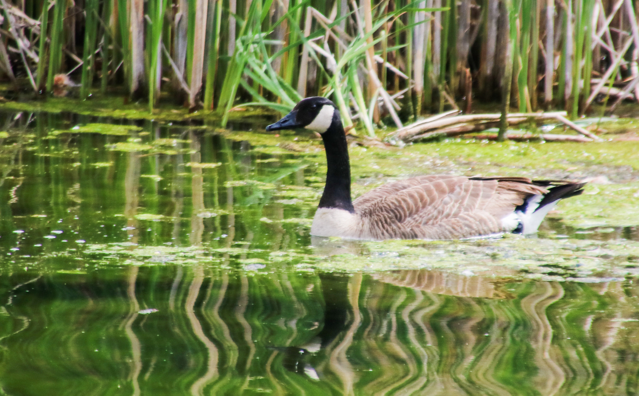 Canon EOS 760D (EOS Rebel T6s / EOS 8000D) sample photo. Goose in reeds photography
