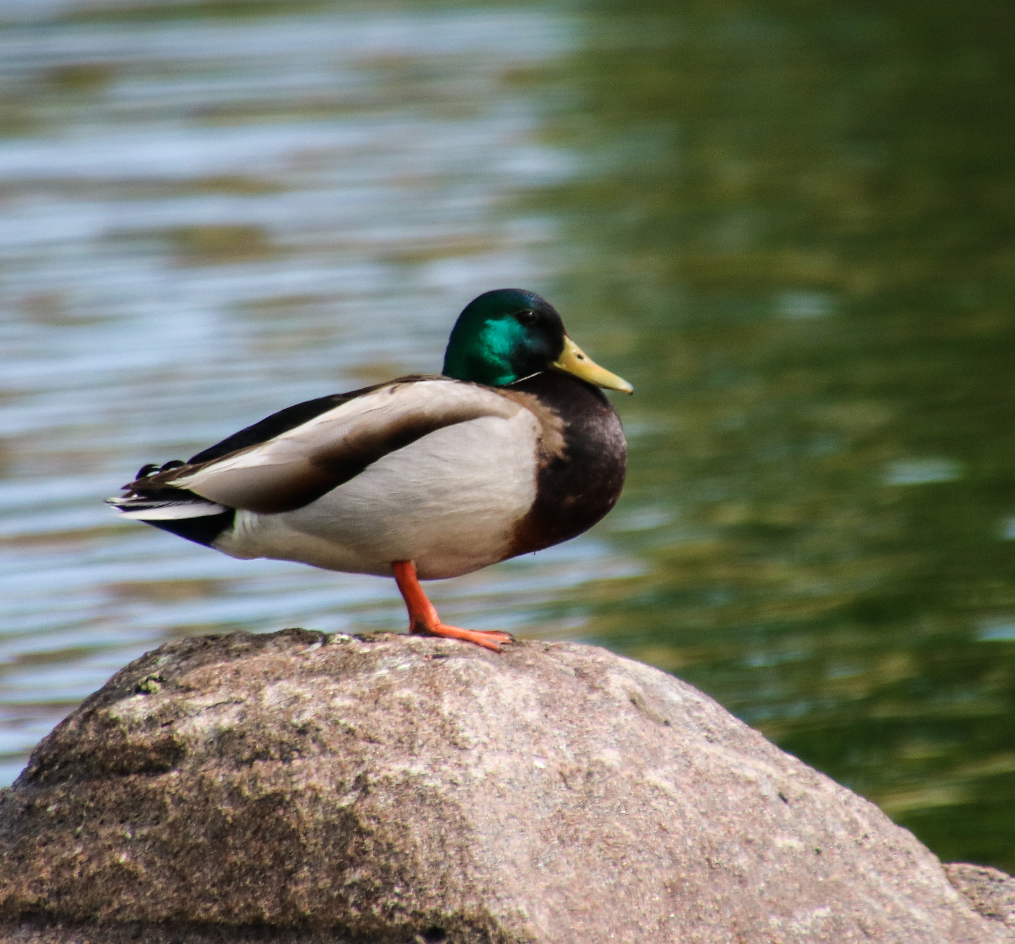 Canon EOS 760D (EOS Rebel T6s / EOS 8000D) sample photo. Mallard sunning on rock photography