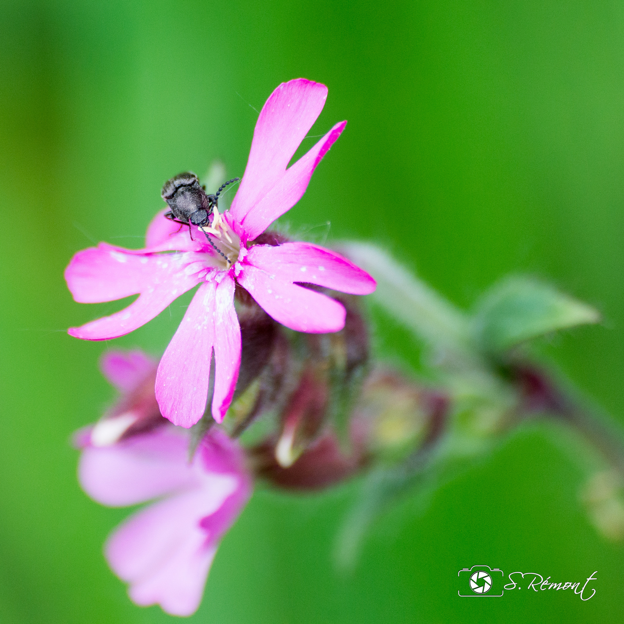 Sigma 70-300mm F4-5.6 APO DG Macro sample photo. Little world photography