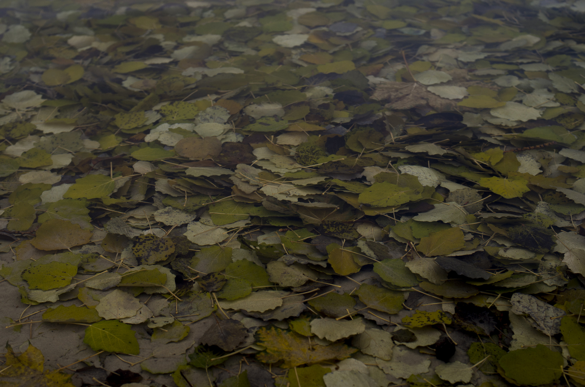 Pentax K-01 + Pentax smc DA 40mm F2.8 XS Lens sample photo. Leaves in water photography