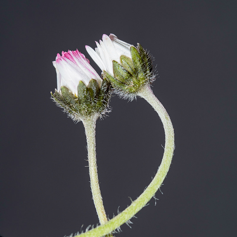 Olympus OM-D E-M5 II + Sigma 105mm F2.8 EX DG Macro sample photo. Daisies photography