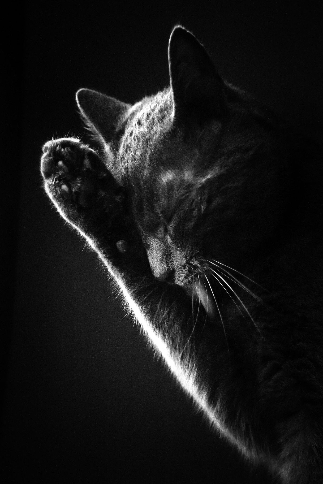 AF Zoom-Nikkor 24-120mm f/3.5-5.6D IF sample photo. Black and wite cat2 photography