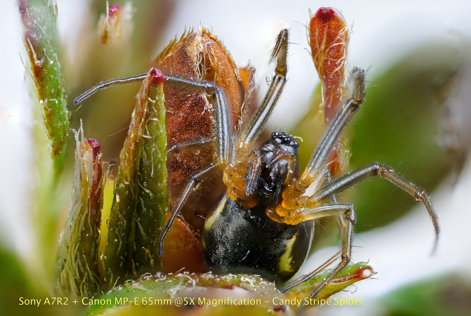 Canon MP-E 65mm F2.5 1-5x Macro Photo sample photo. Candy striped spider photography