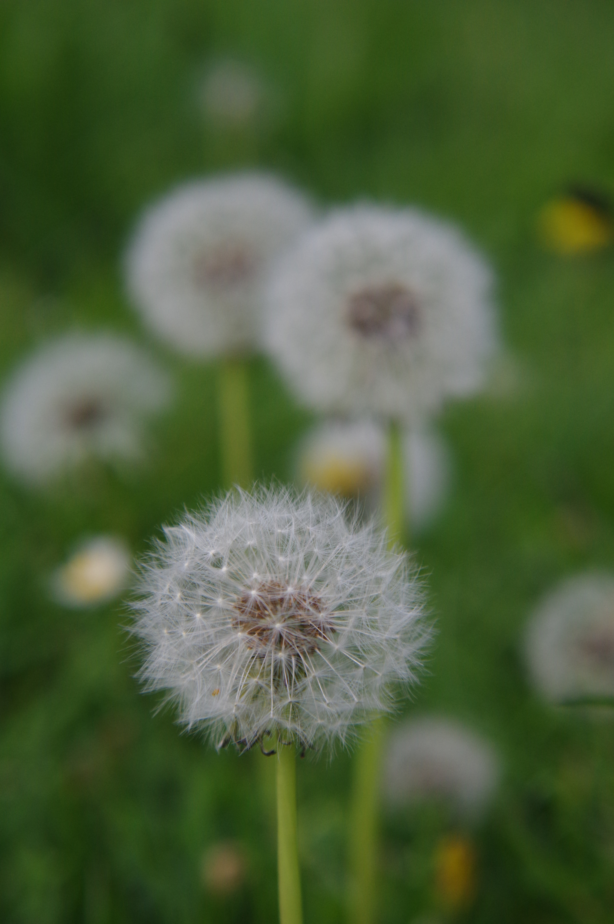 smc PENTAX-DA L 50-200mm F4-5.6 ED sample photo. Dandelions photography