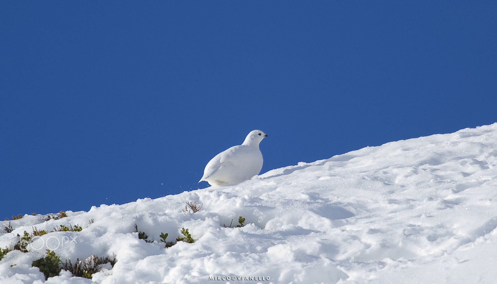 Nikon D3S + Nikon AF-S Nikkor 500mm F4G ED VR sample photo. Ptarmigan (female) photography