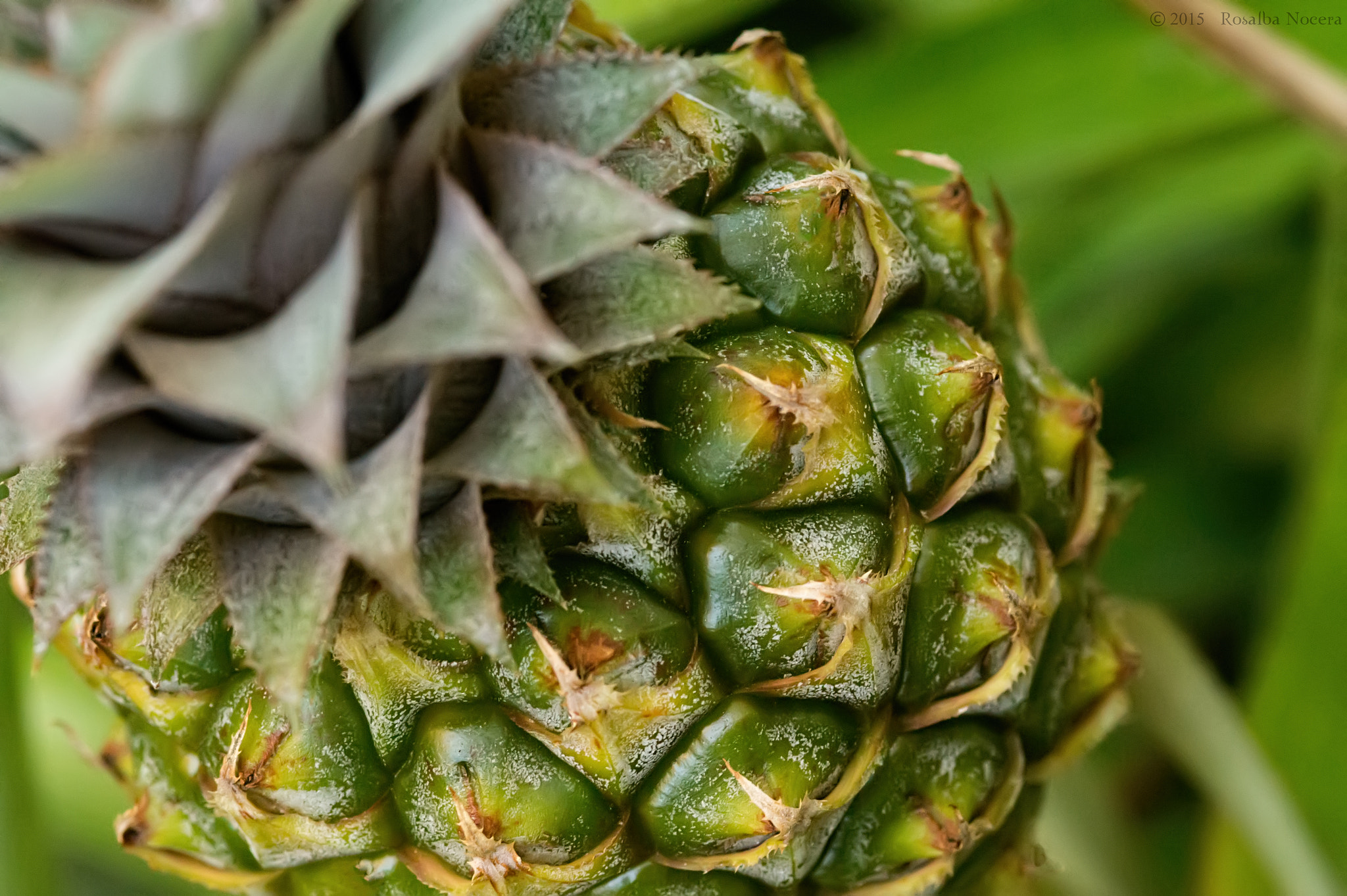 Sony SLT-A58 + Sigma AF 105mm F2.8 EX [DG] Macro sample photo. Pineapple photography