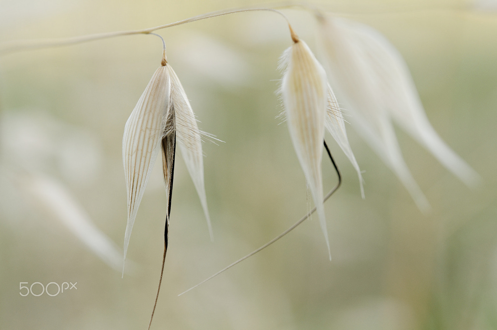 Nikon AF-S Micro-Nikkor 60mm F2.8G ED sample photo. Avena photography