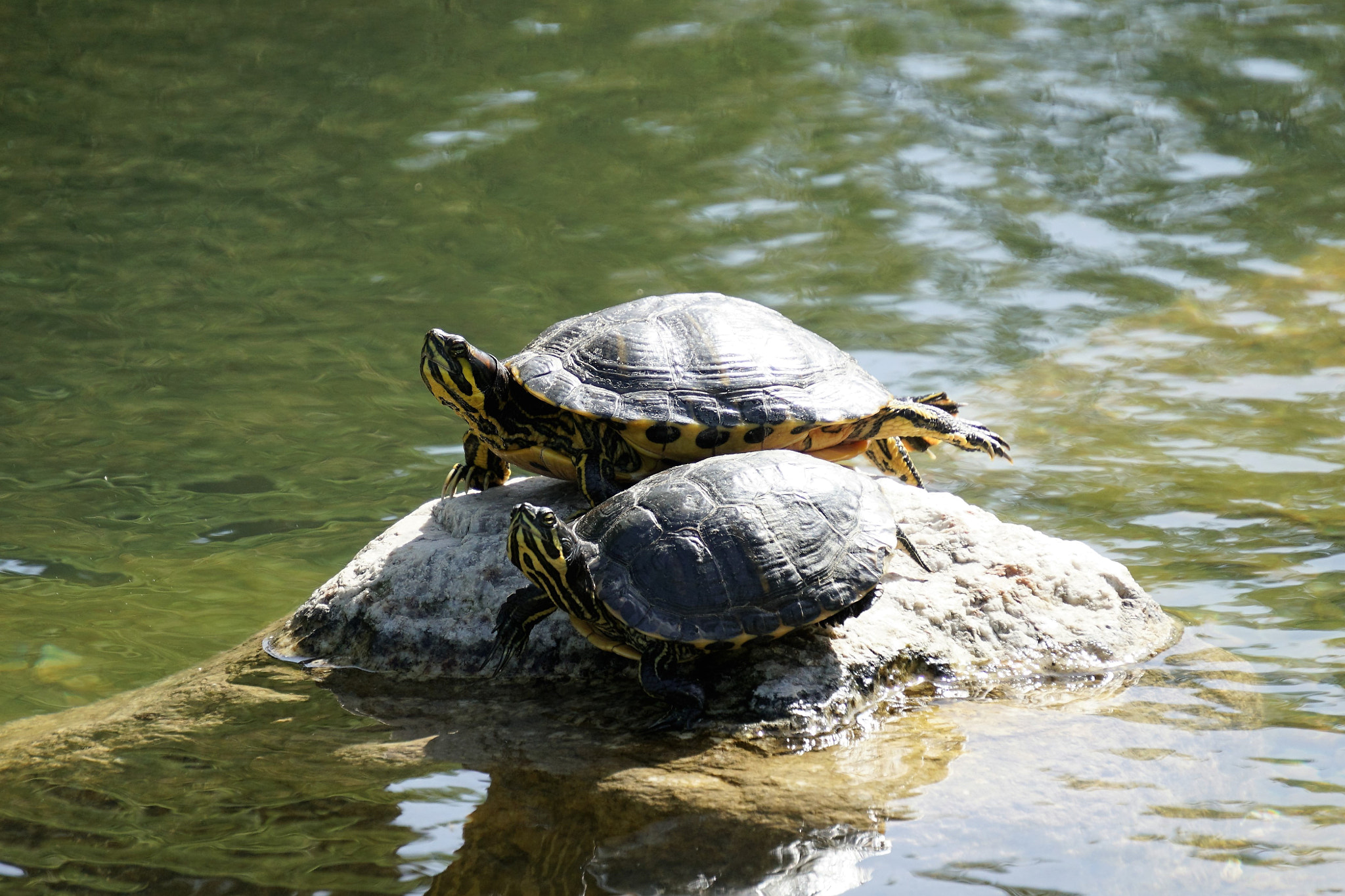 Sony E 55-210mm F4.5-6.3 OSS sample photo. Turtles and sun photography
