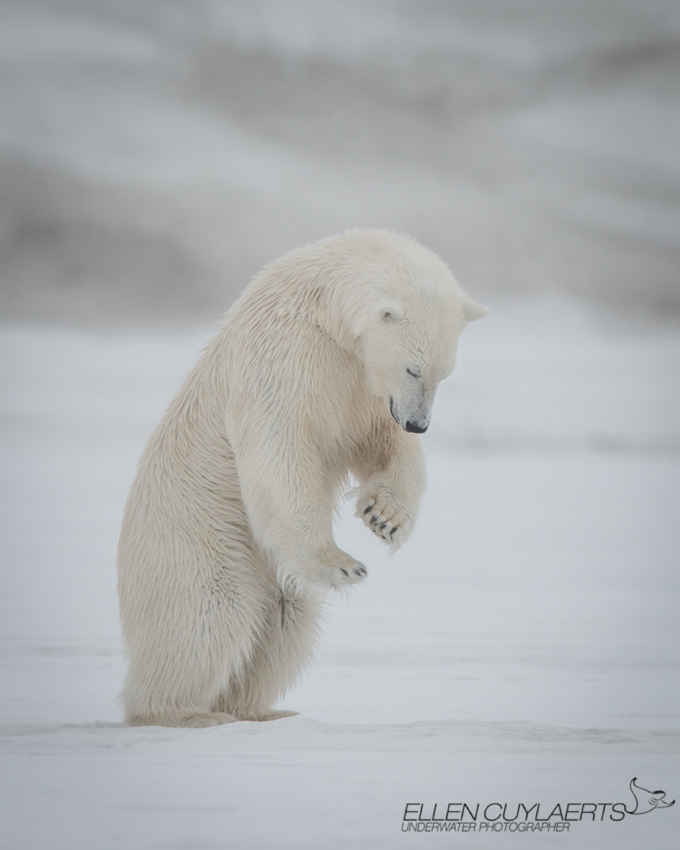 Nikon AF-S Nikkor 600mm F4E FL ED VR sample photo. Tai chi bear photography