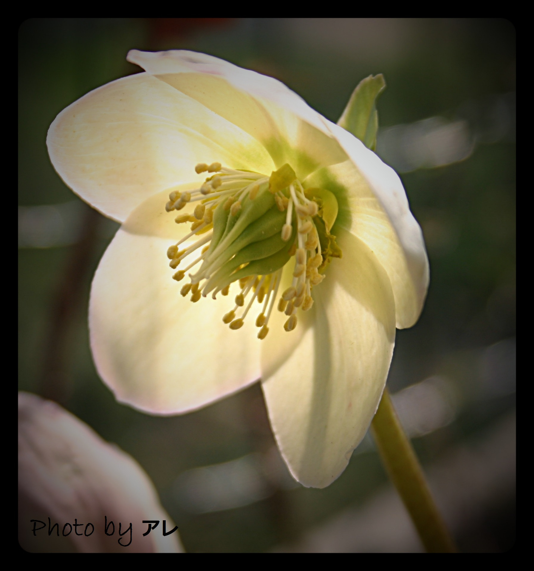 Canon EOS 300D (EOS Digital Rebel / EOS Kiss Digital) sample photo. Helleborus photography