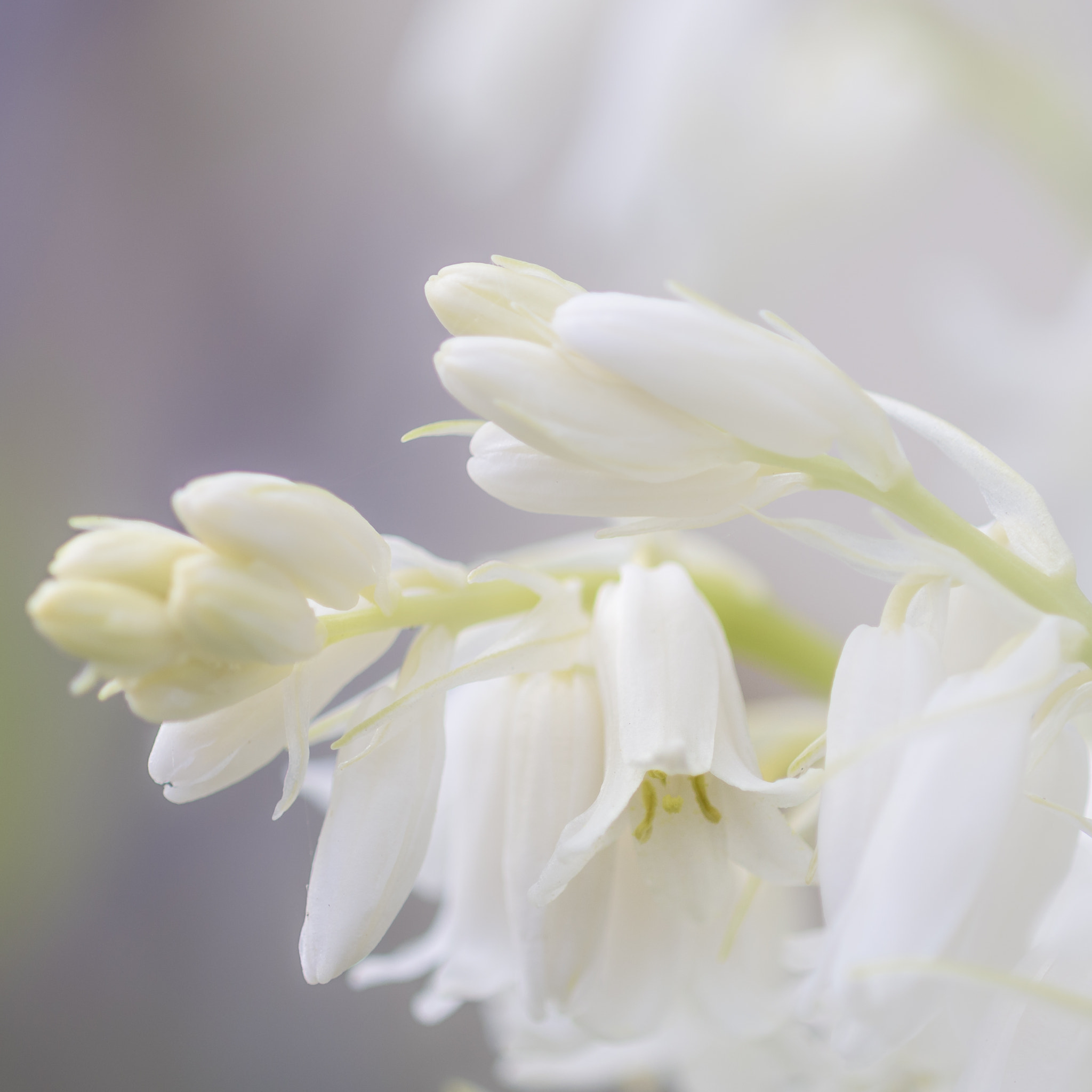 Nikon D810 + Nikon AF Micro-Nikkor 200mm F4D ED-IF sample photo. White bluebells photography