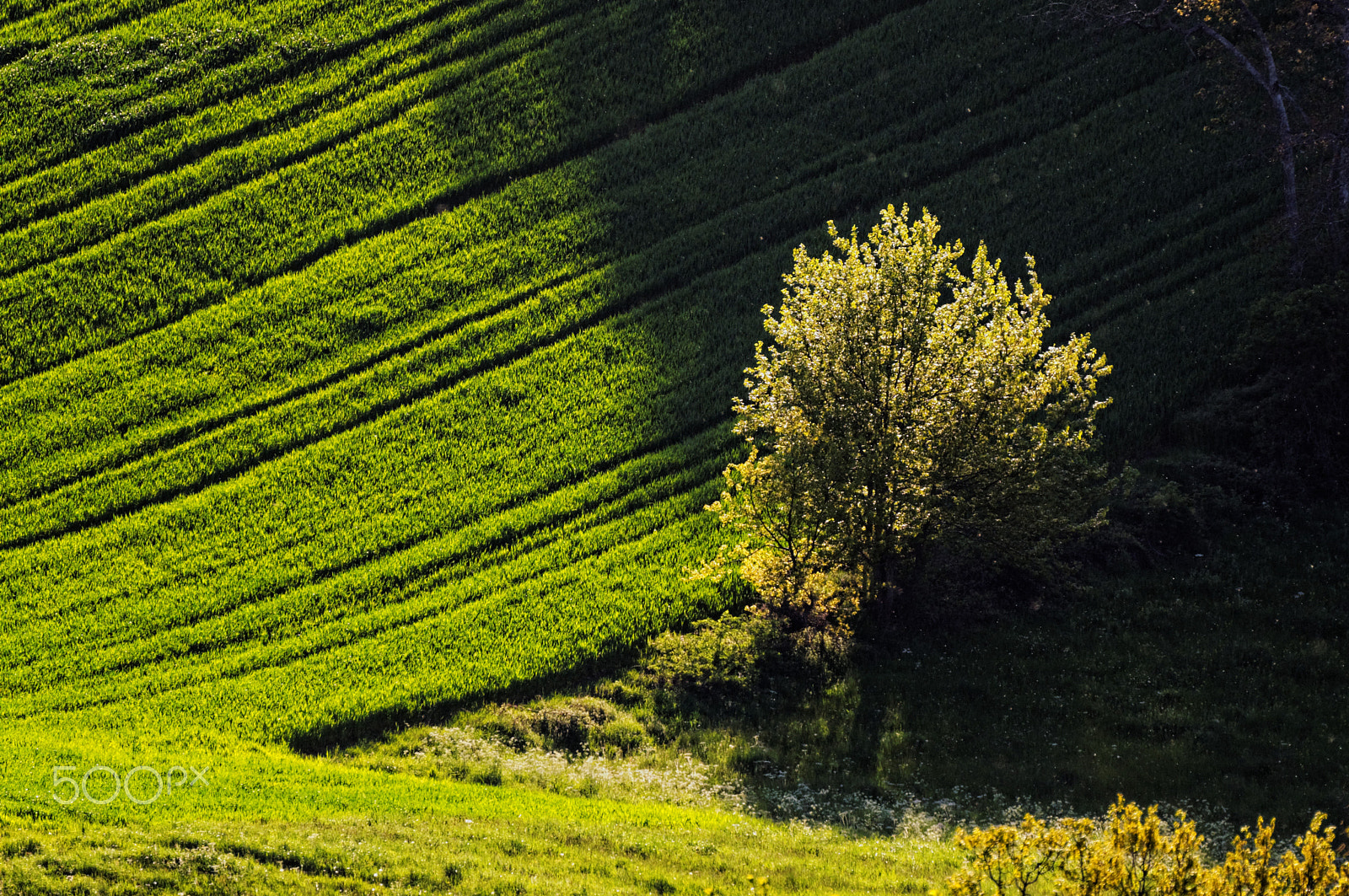 Sigma 150-600mm F5-6.3 DG OS HSM | C sample photo. Tree out of shadow photography
