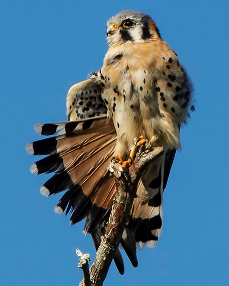 Nikon Nikkor AF-S 300mm F4E PF ED VR sample photo. American lesser kestrel wakodahatchee usa 2016 photography