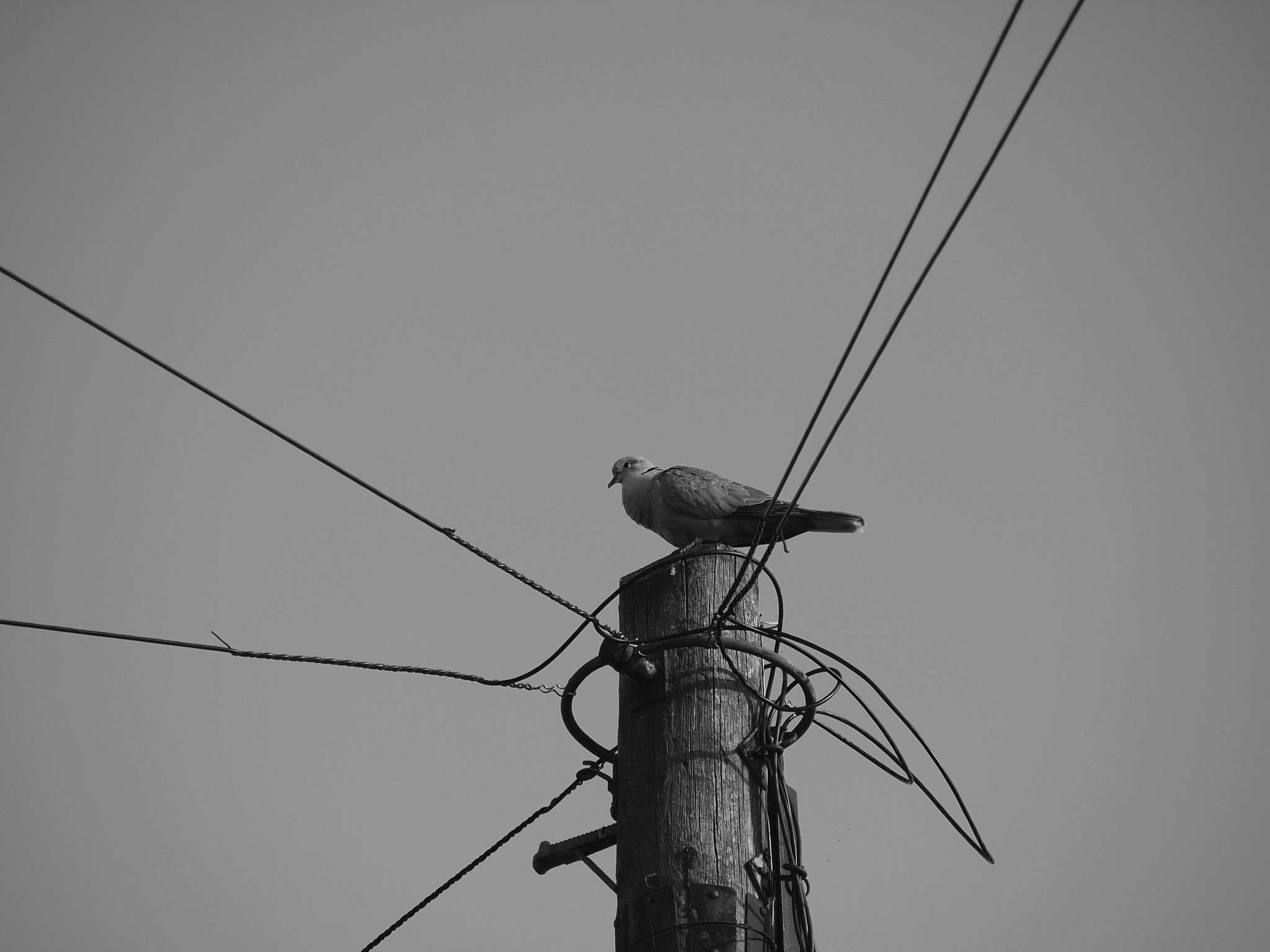 Olympus PEN E-PL1 sample photo. Pigeon photography