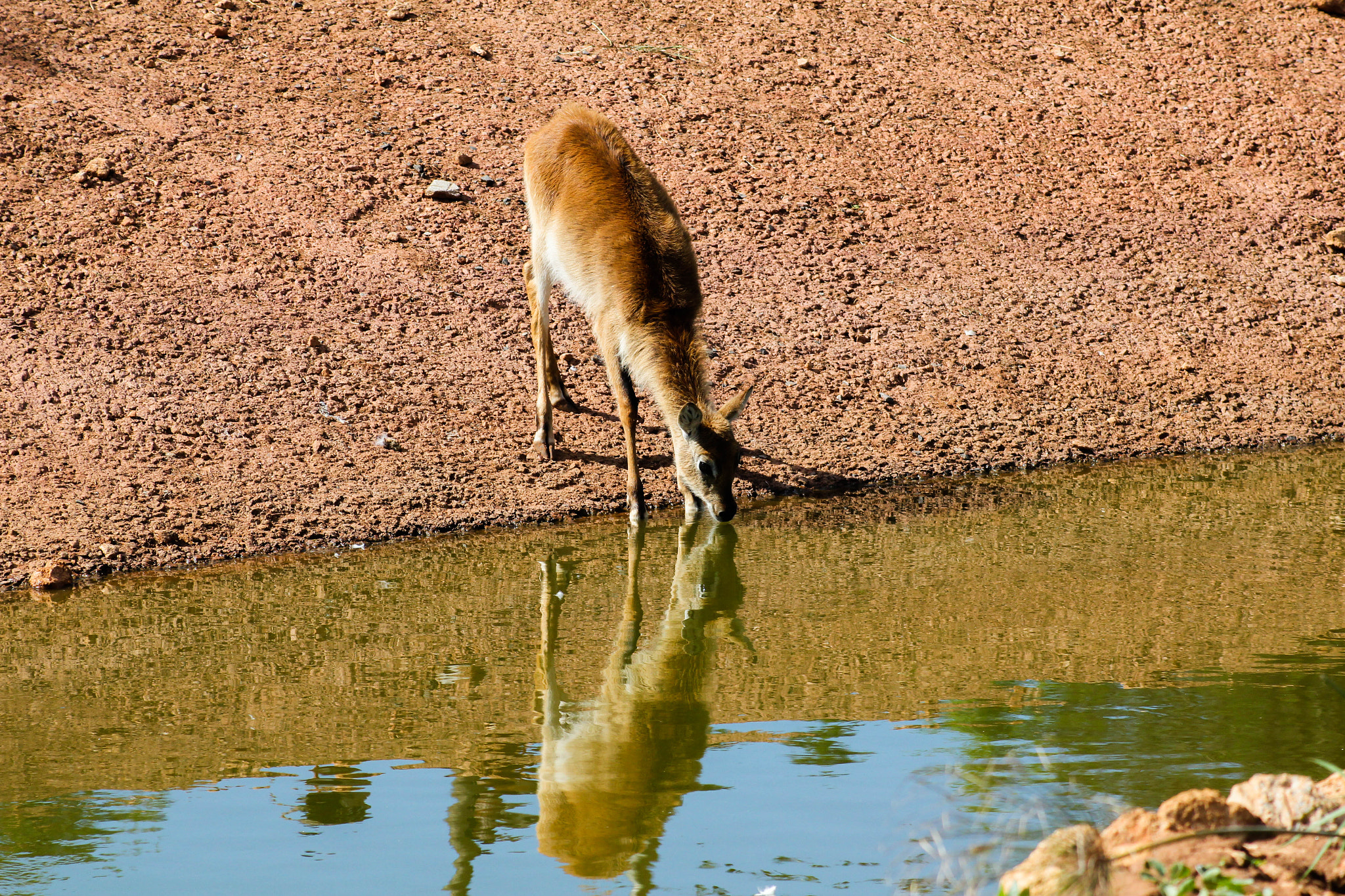 Canon EF 80-200mm F4.5-5.6 II sample photo. Animal photography