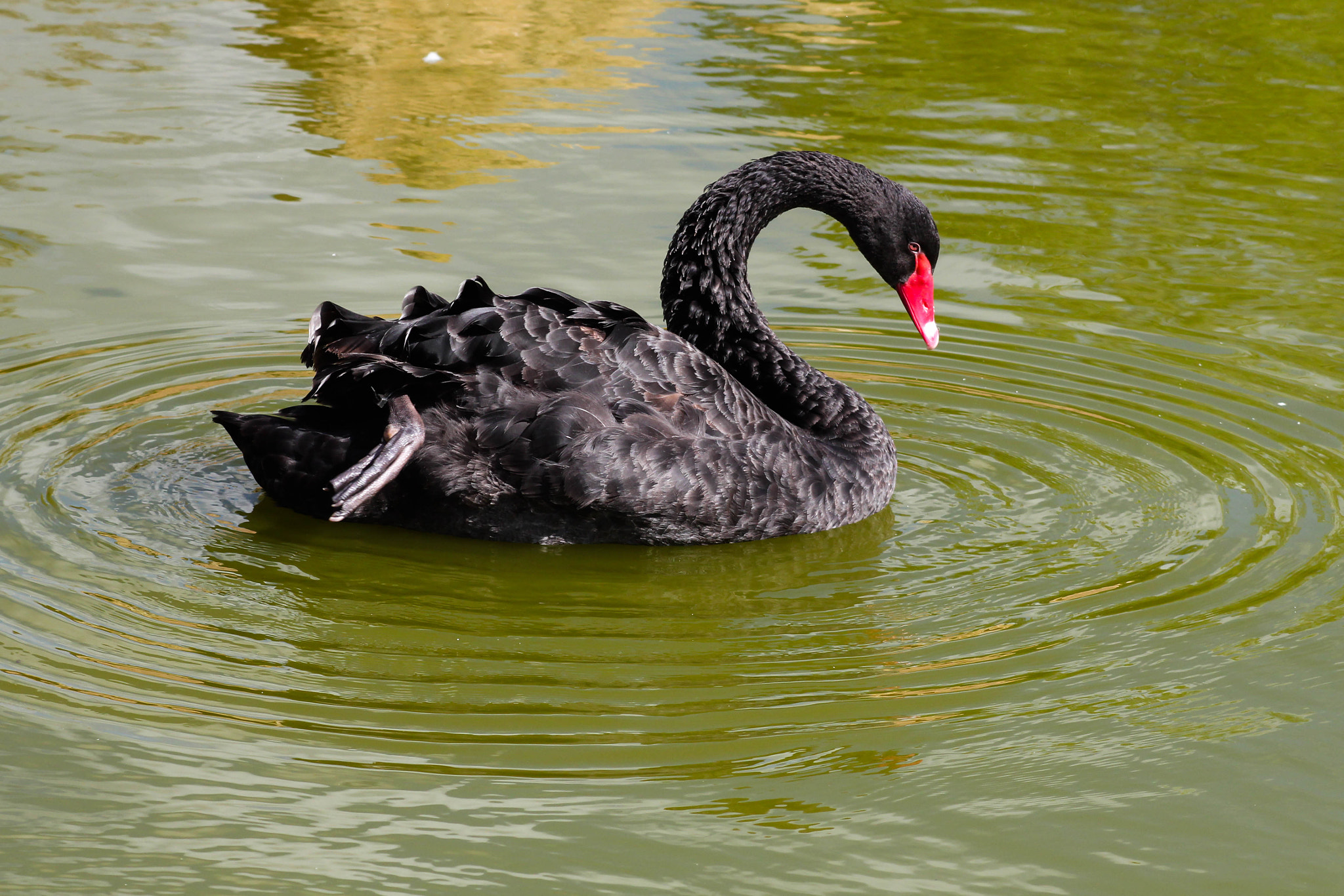 Canon EF 80-200mm F4.5-5.6 II sample photo. Animal photography