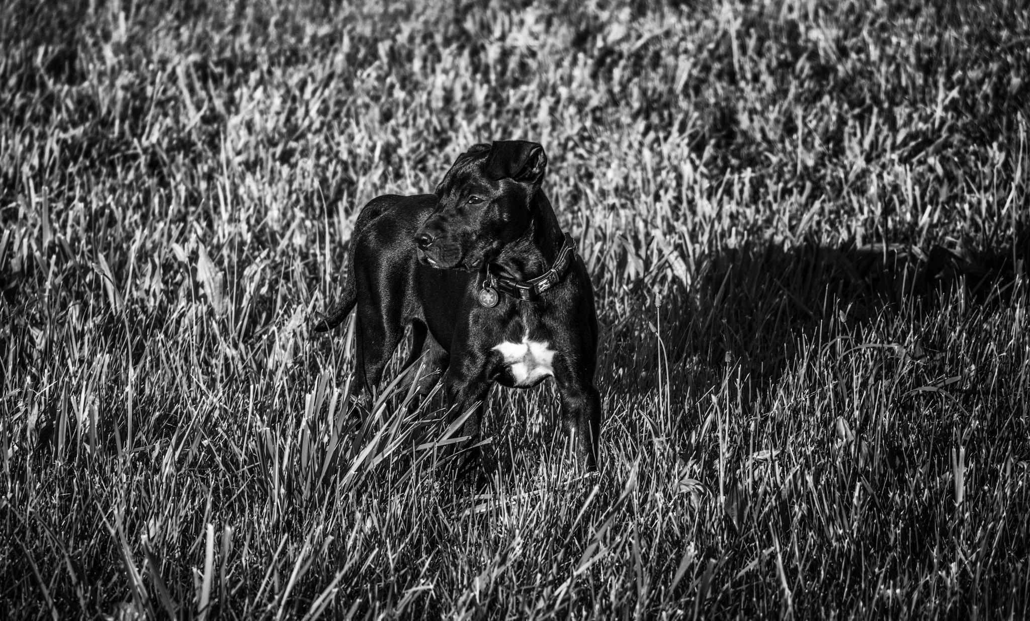 Canon EF-S 18-135mm F3.5-5.6 IS STM sample photo. New puppy on the farm photography