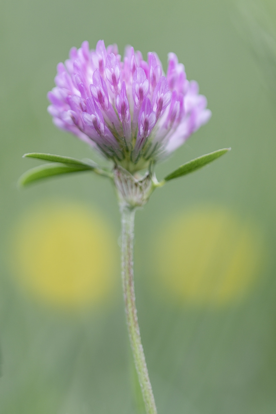 Canon EOS 7D Mark II + Tamron SP AF 180mm F3.5 Di LD (IF) Macro sample photo. Trèfle des près photography